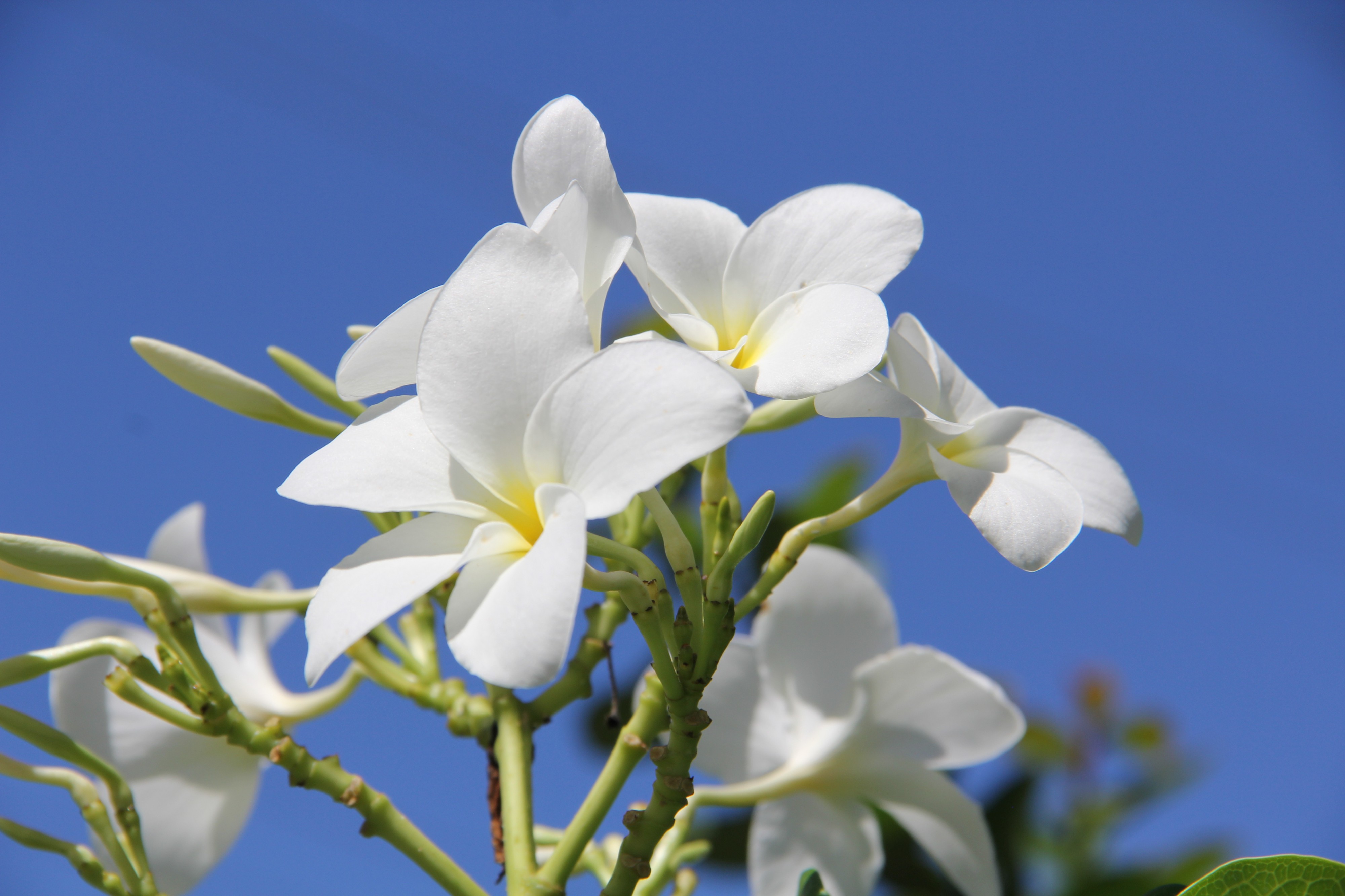 Flor Bouquet de Noiva Branca