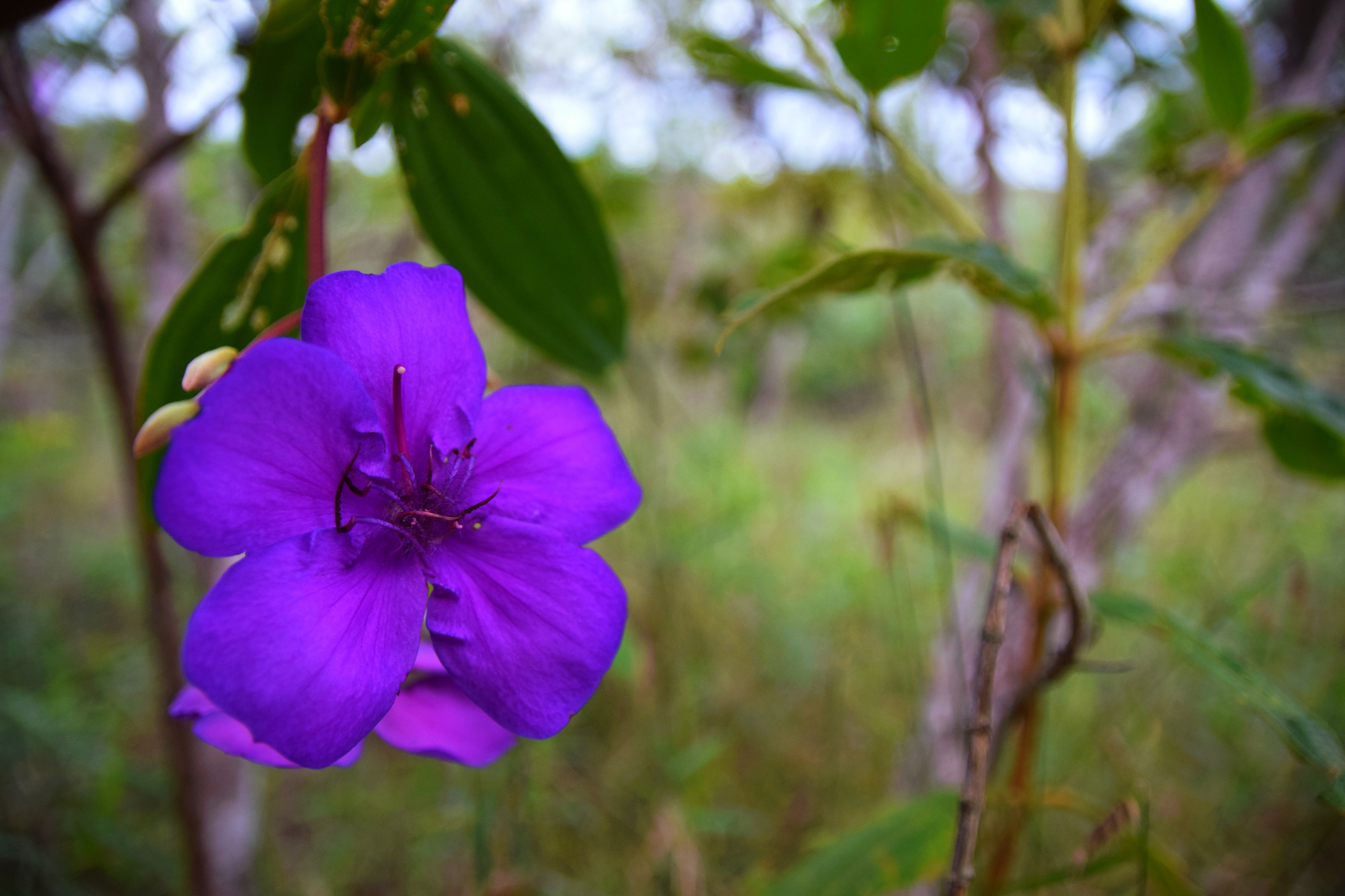 FloresChapada45