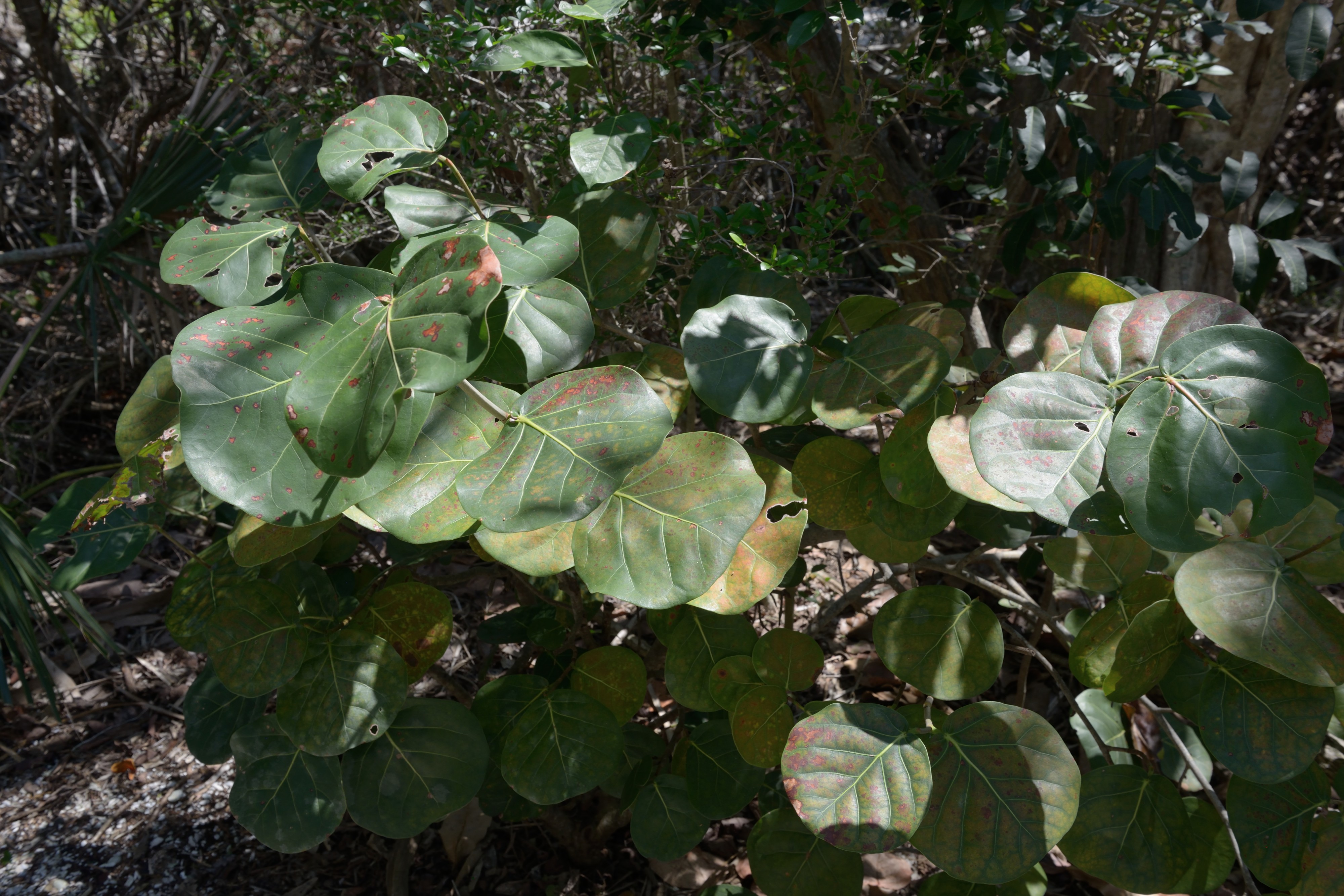 Florida Coccoloba uvifera Durante Community Park Longboat Key