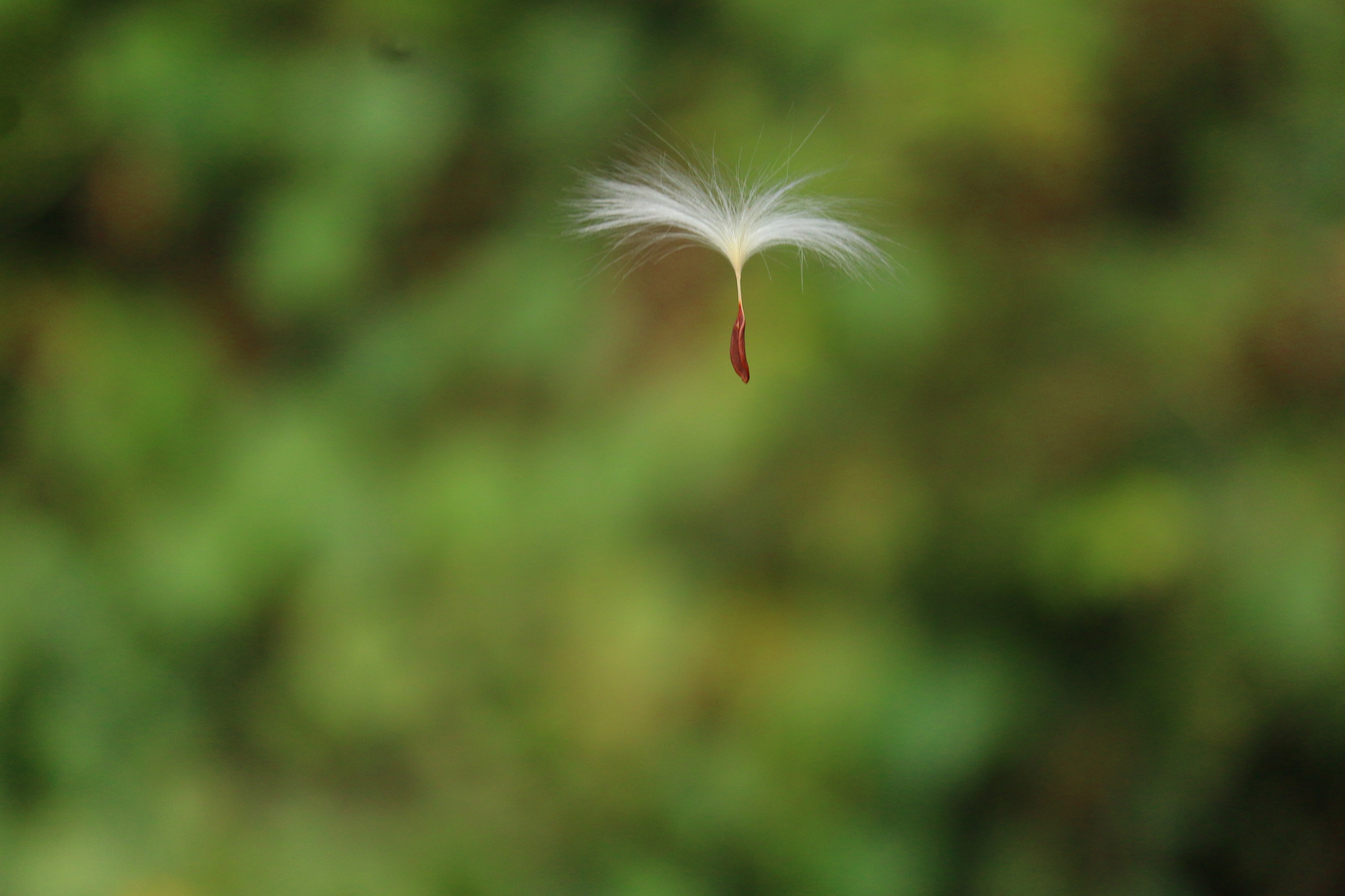 Flying seed