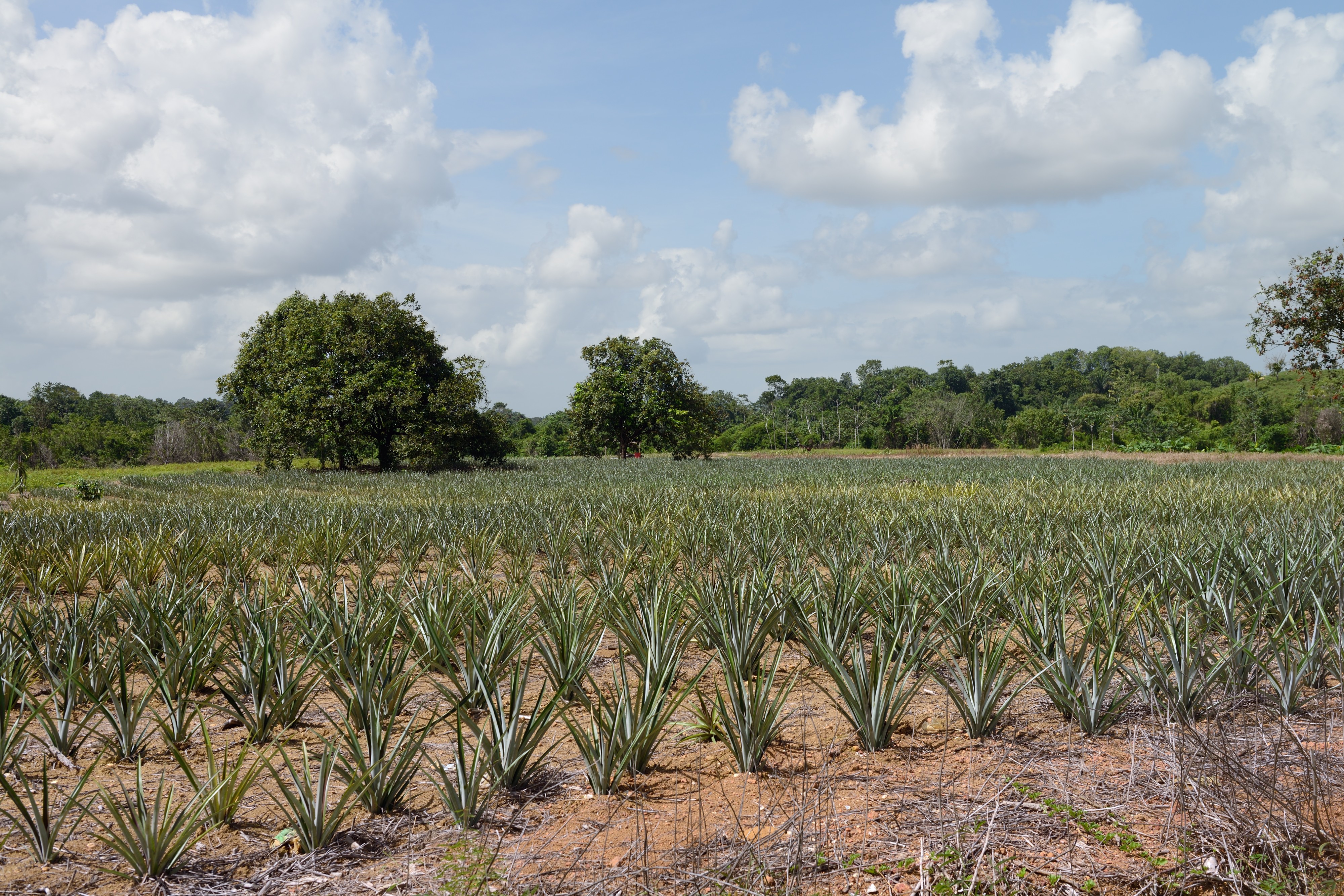 French Guiana Cacao ananas plantation