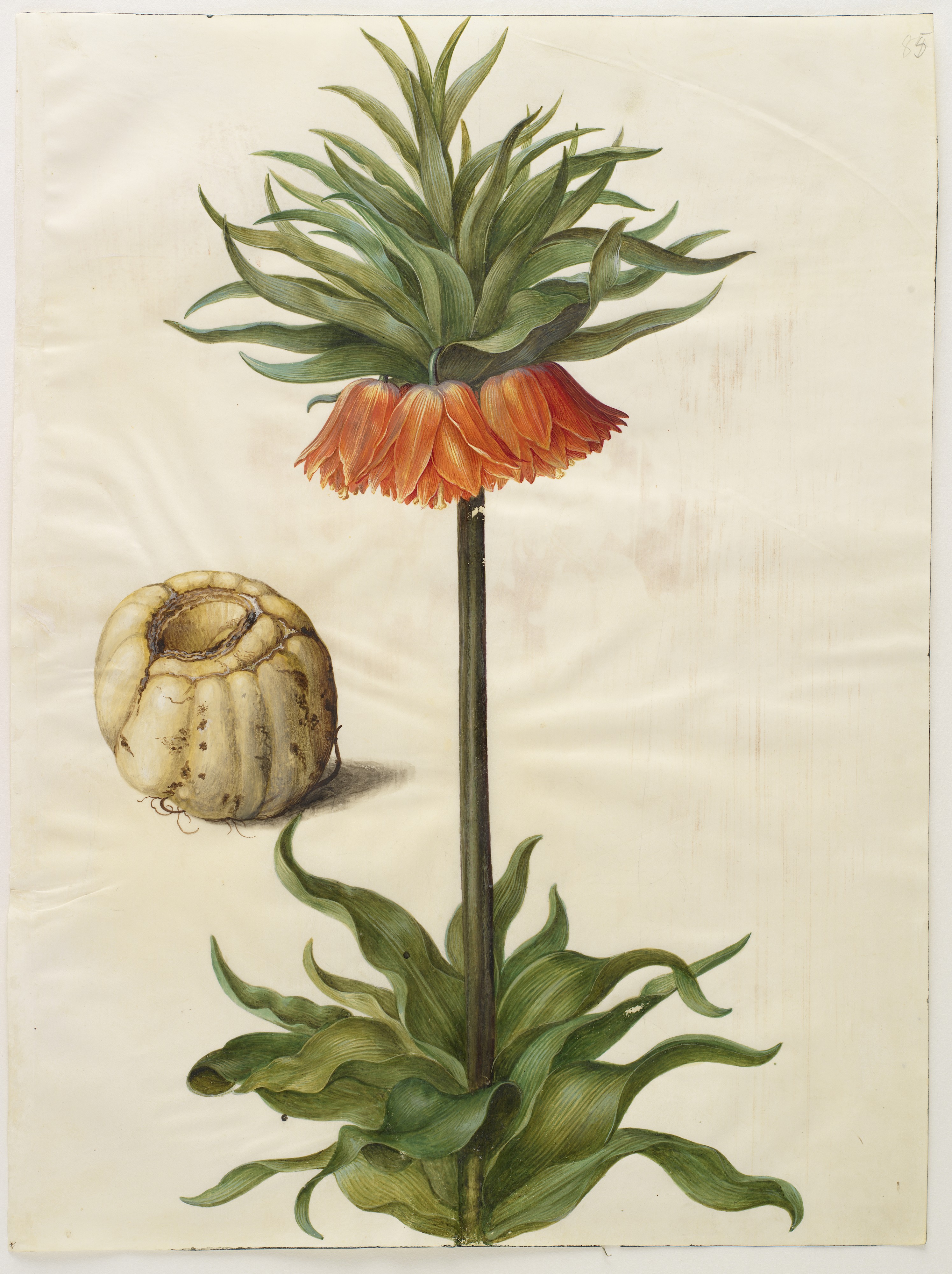 Fritilliaria imperialis
