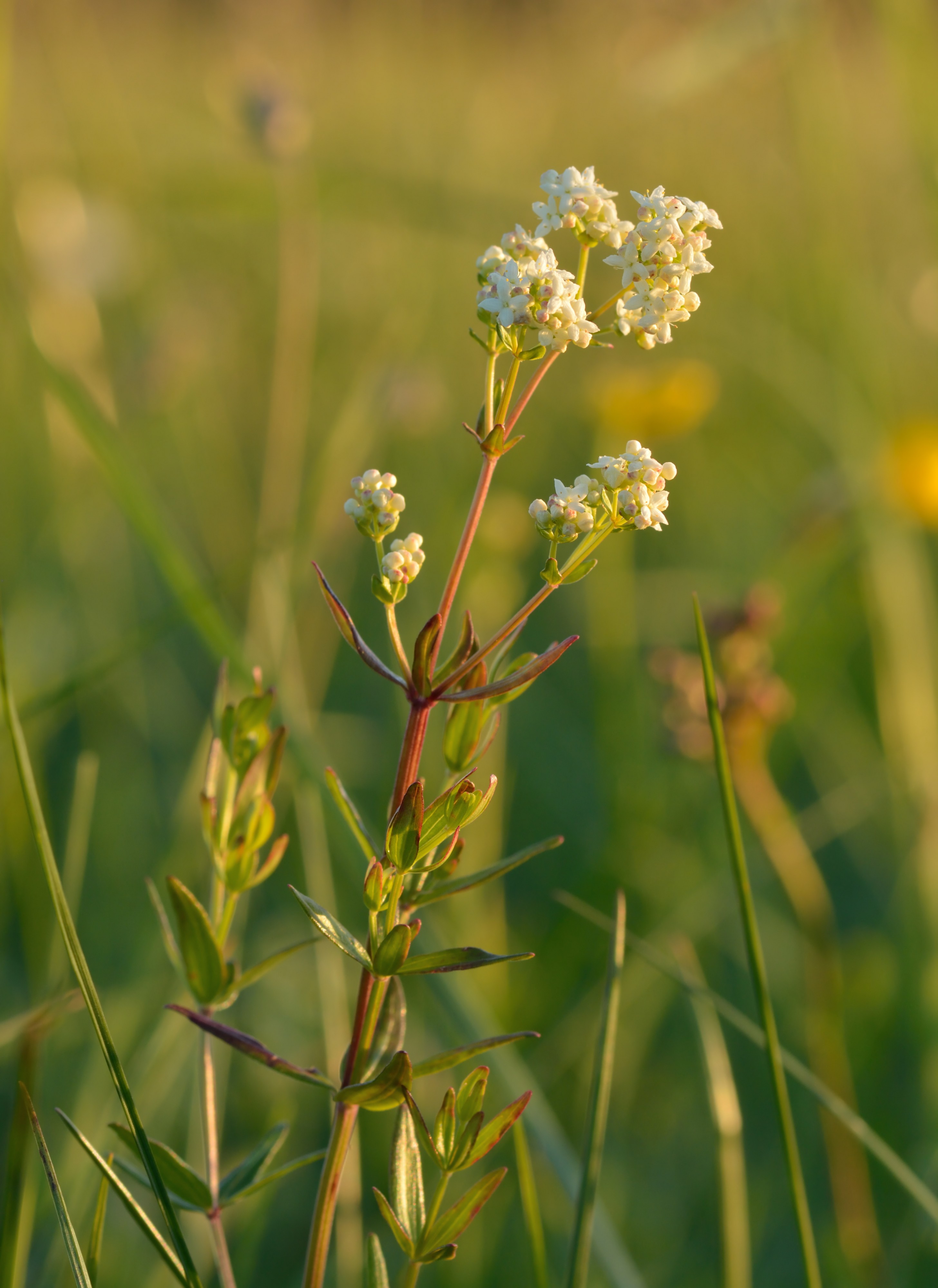 Galium boreale - värvmadar Keilas