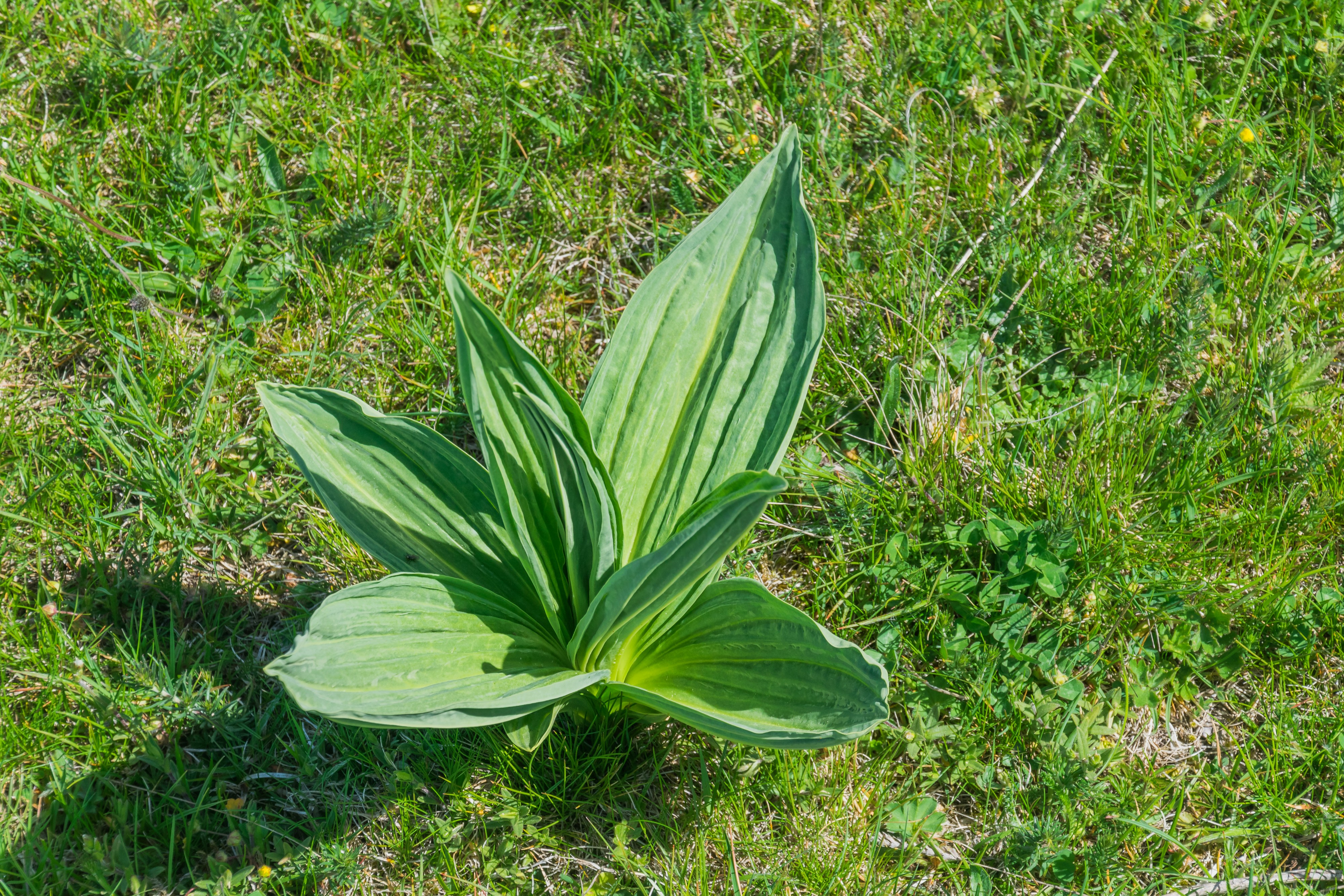 Gentiana lutea in Nasbinals