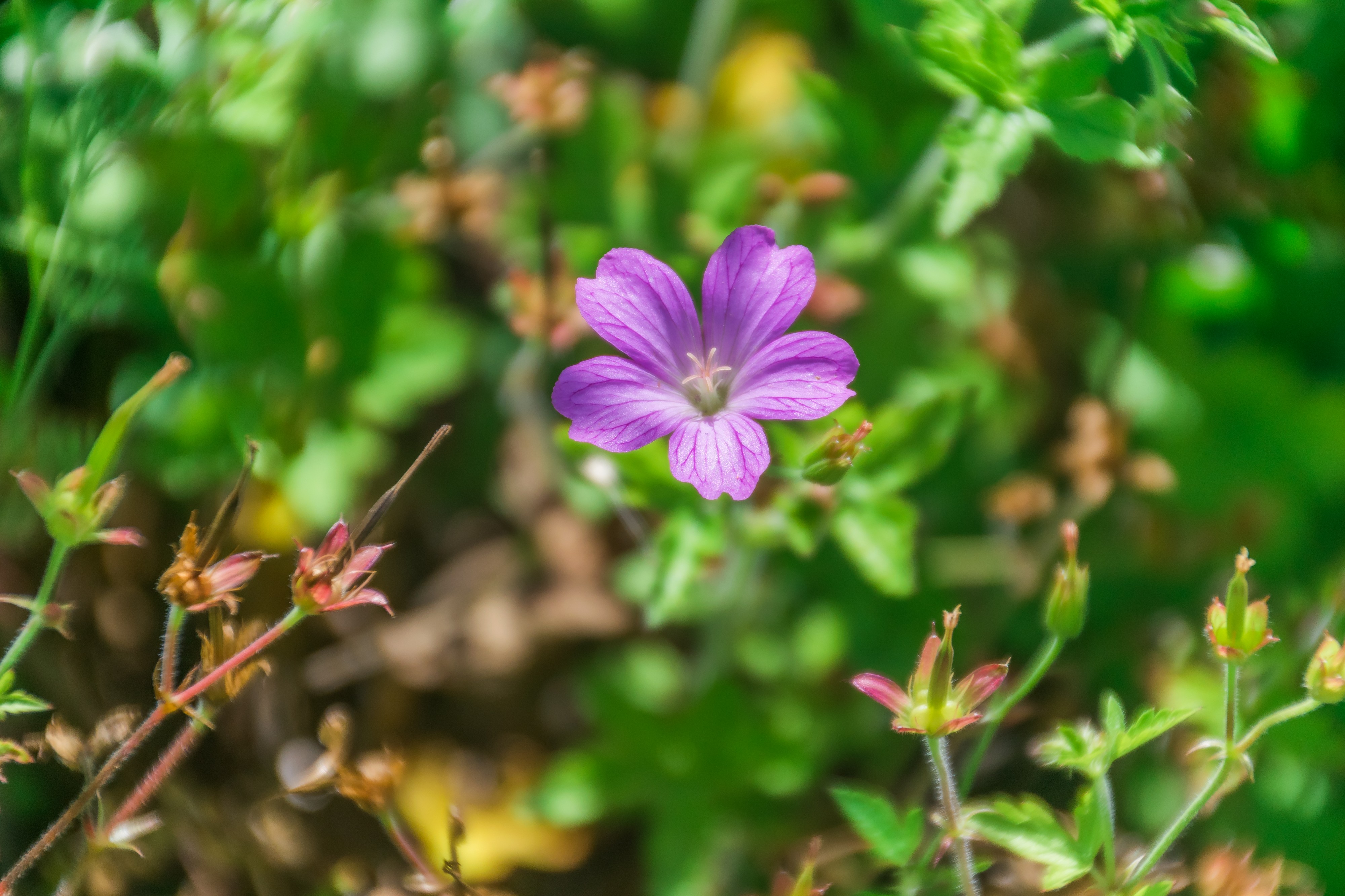 Geranium endressii in Jardin botanique de la Charme