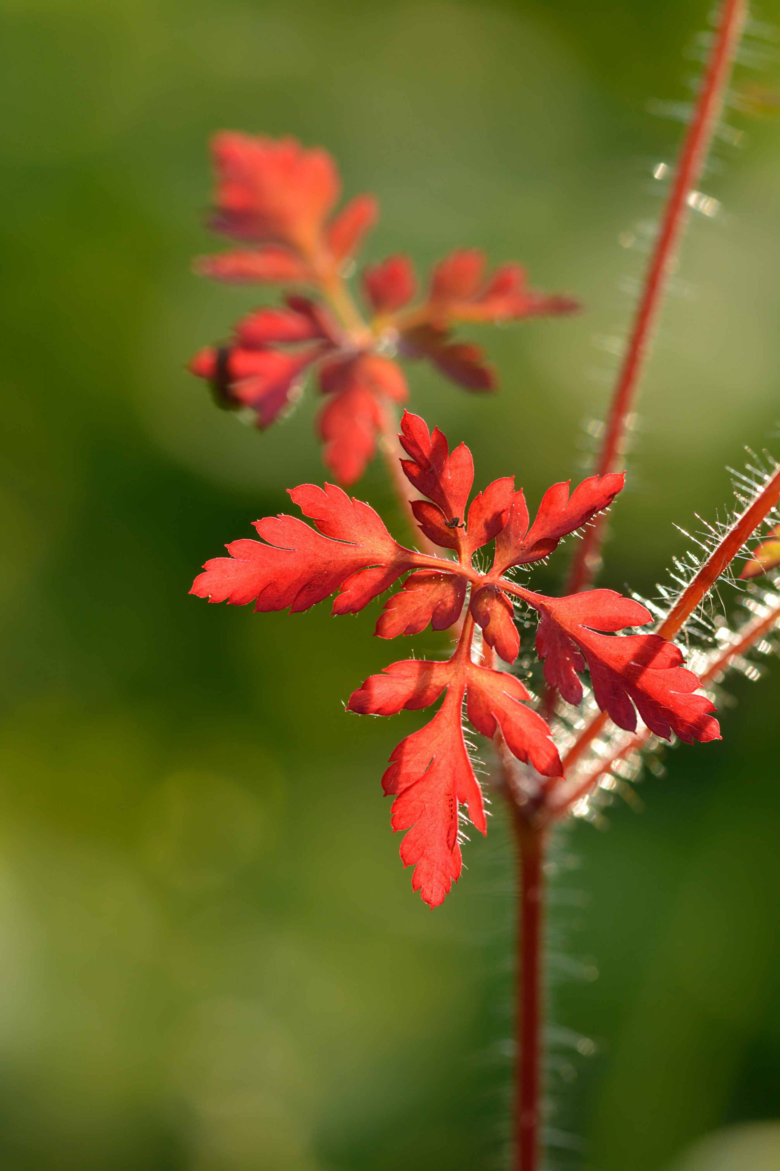 Geranium robertianum - haisev kurereha (leht)