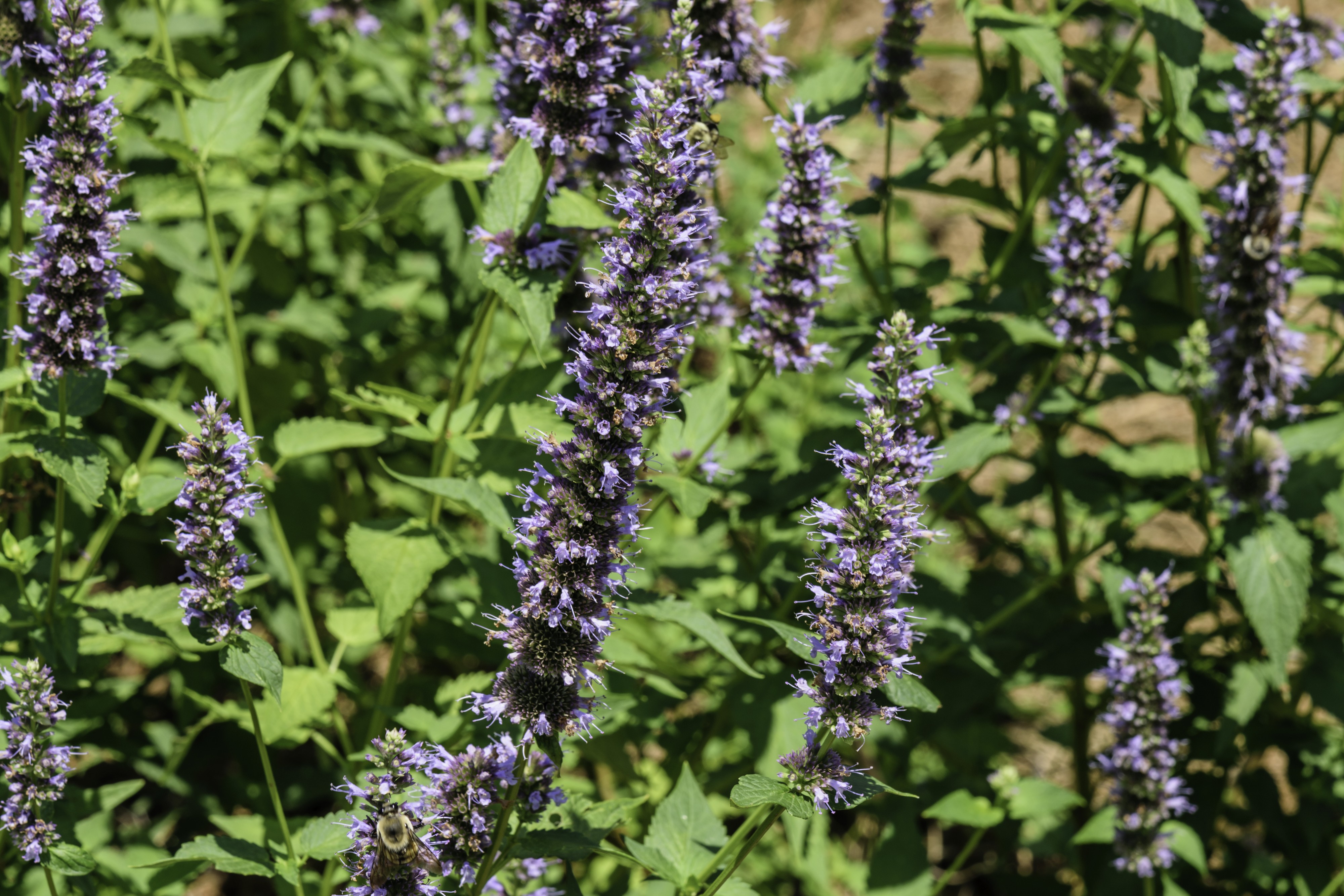 Giant Hyssop NBG LR