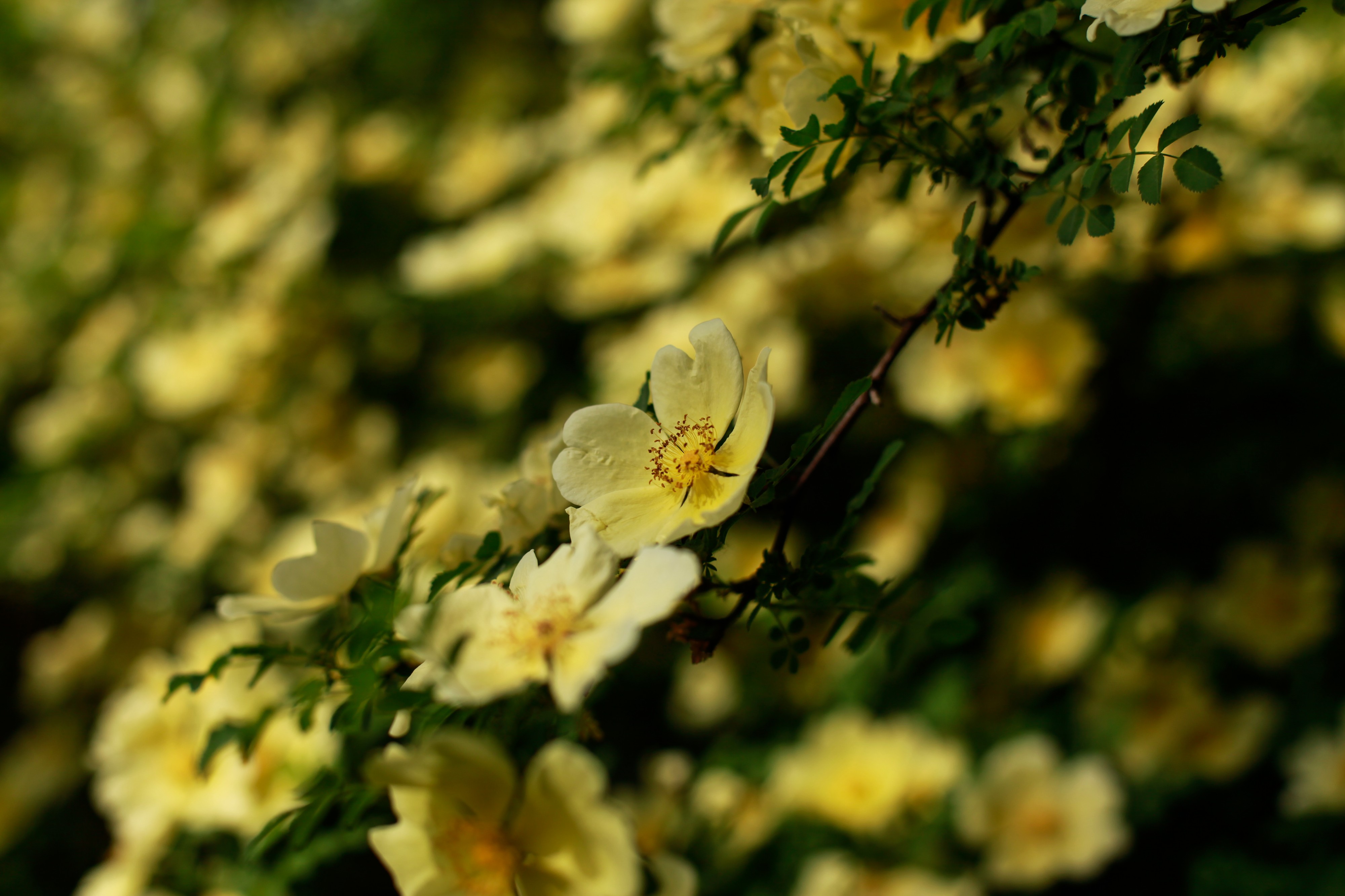 Gradina Botanica (8736844514)