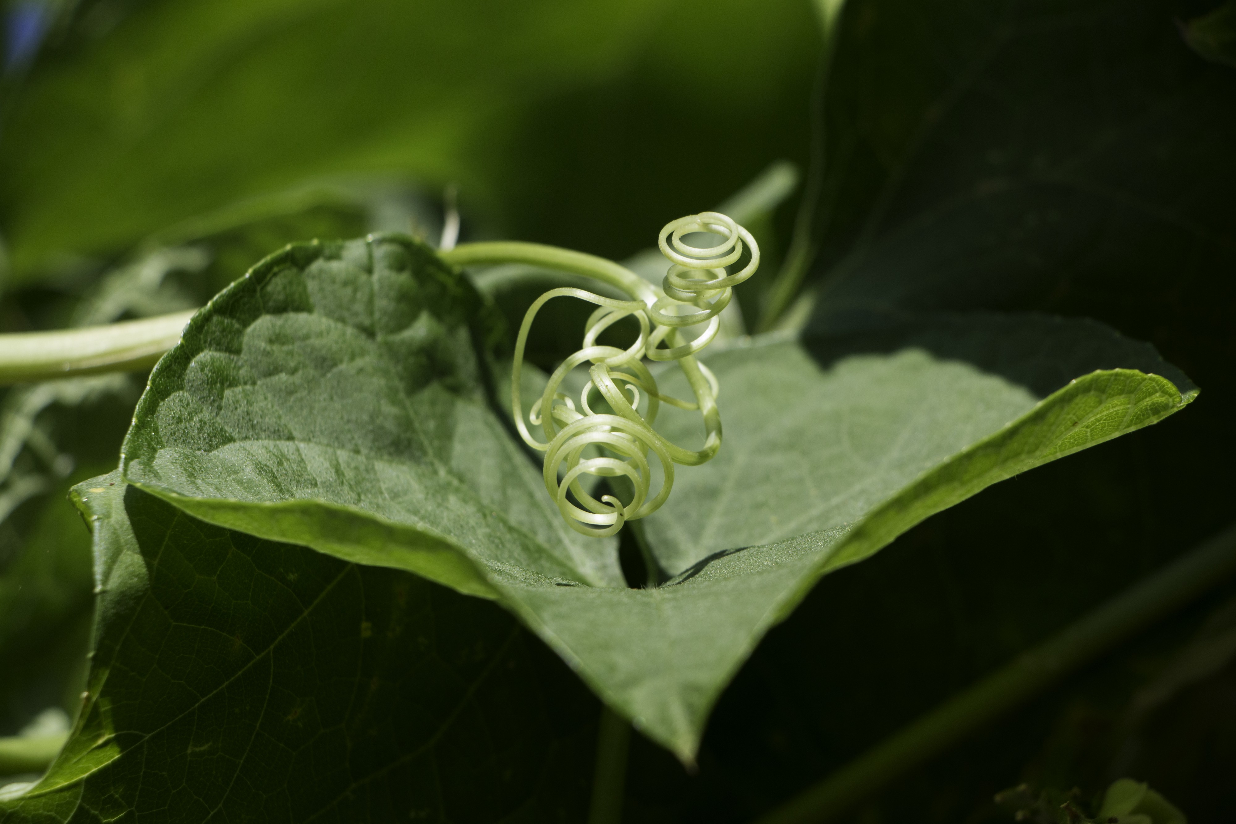 Green leaves of Chayote