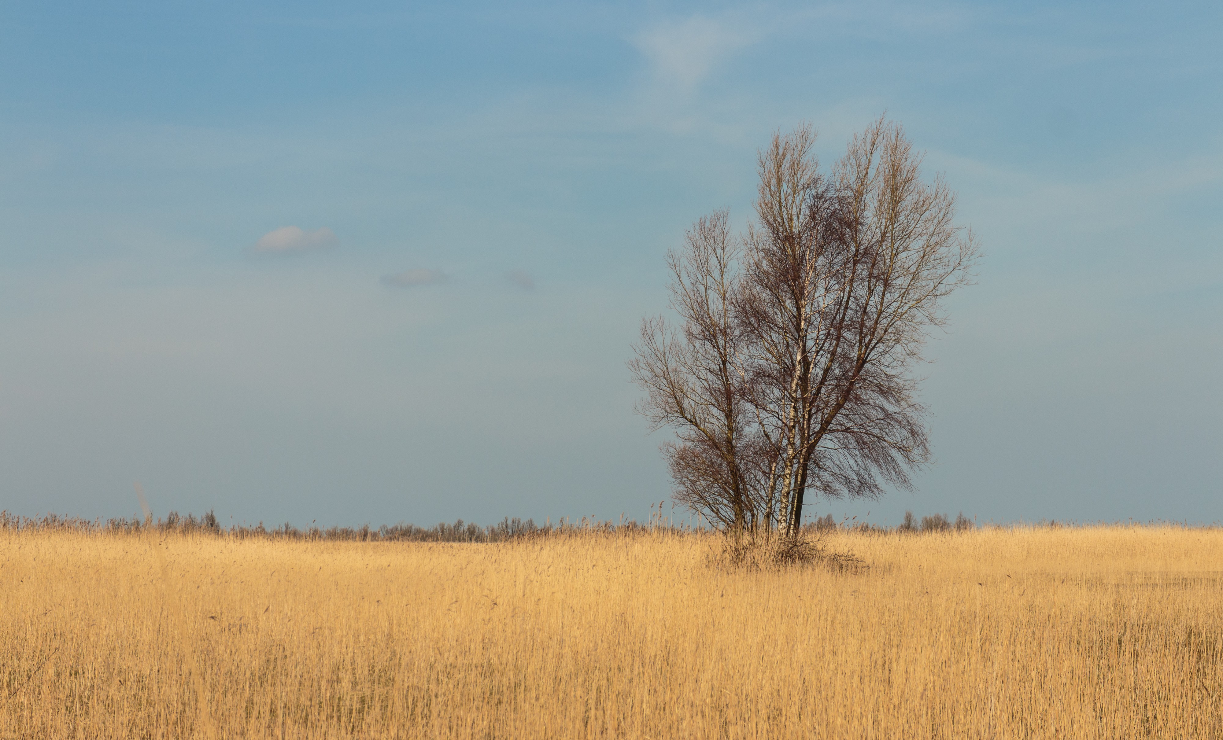 Groep bomen in verruigd biotoop. Locatie, Oostvaardersplassen 01