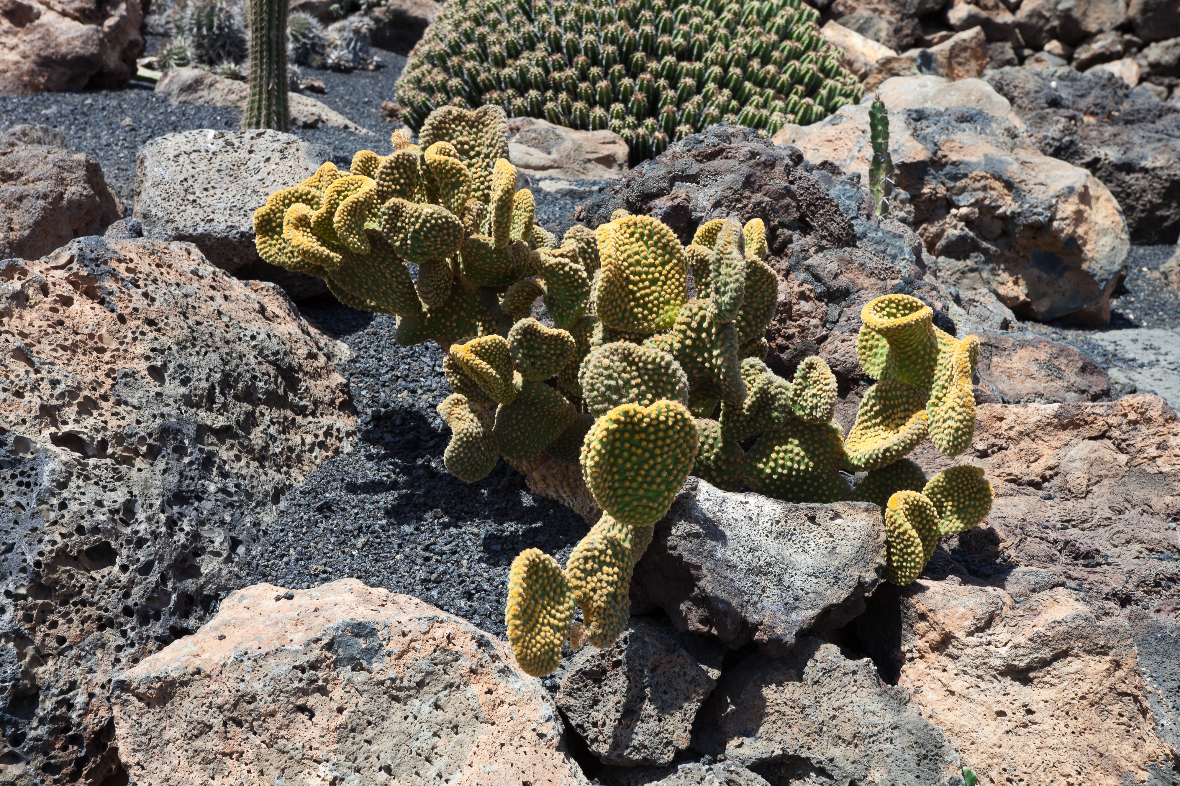 Guatiza - Jardín de Cactus - Lanzarote - J40