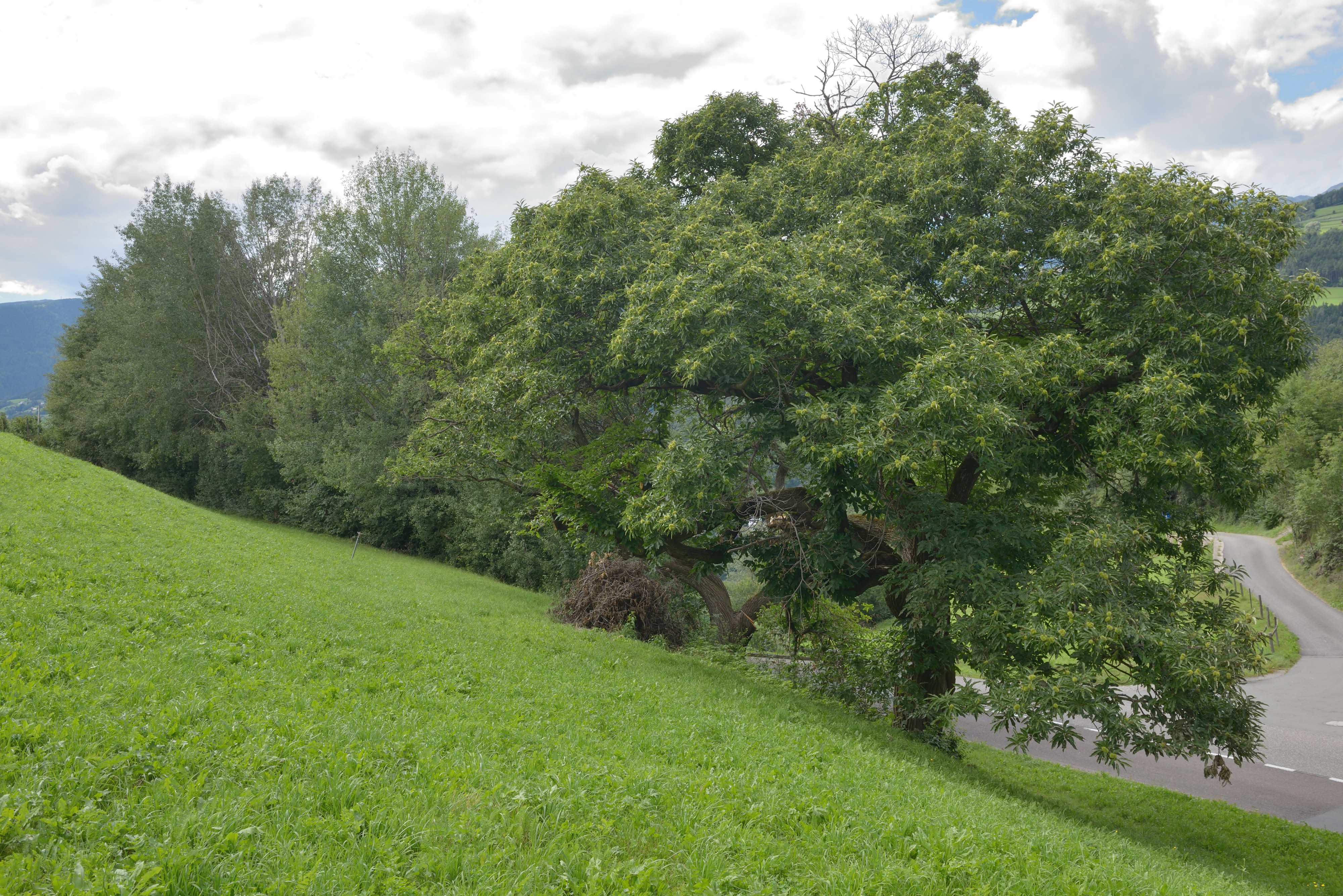 Gufidaun im Eisacktal Edelkastanien 2