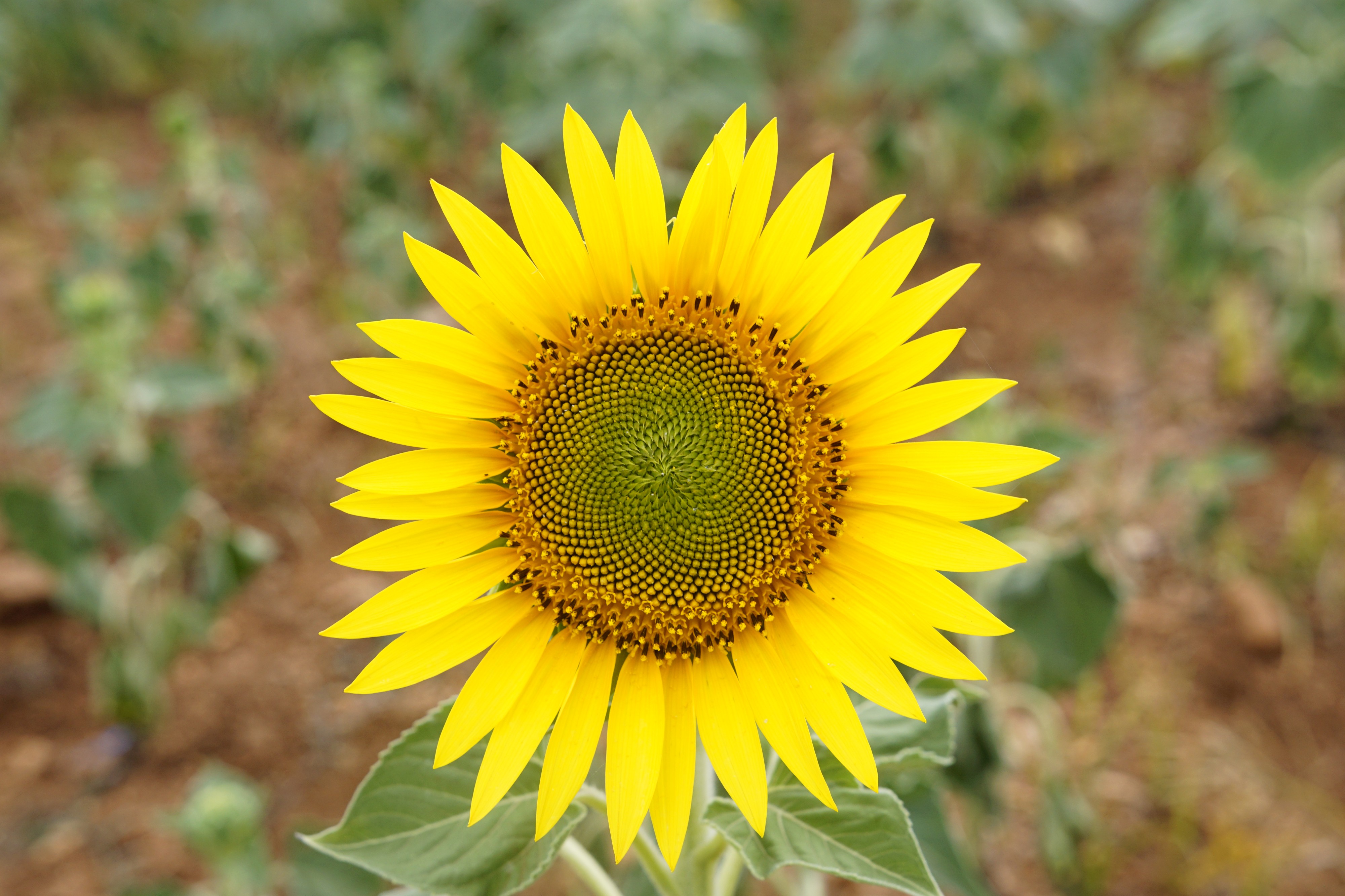 Helianthus annuus 9973