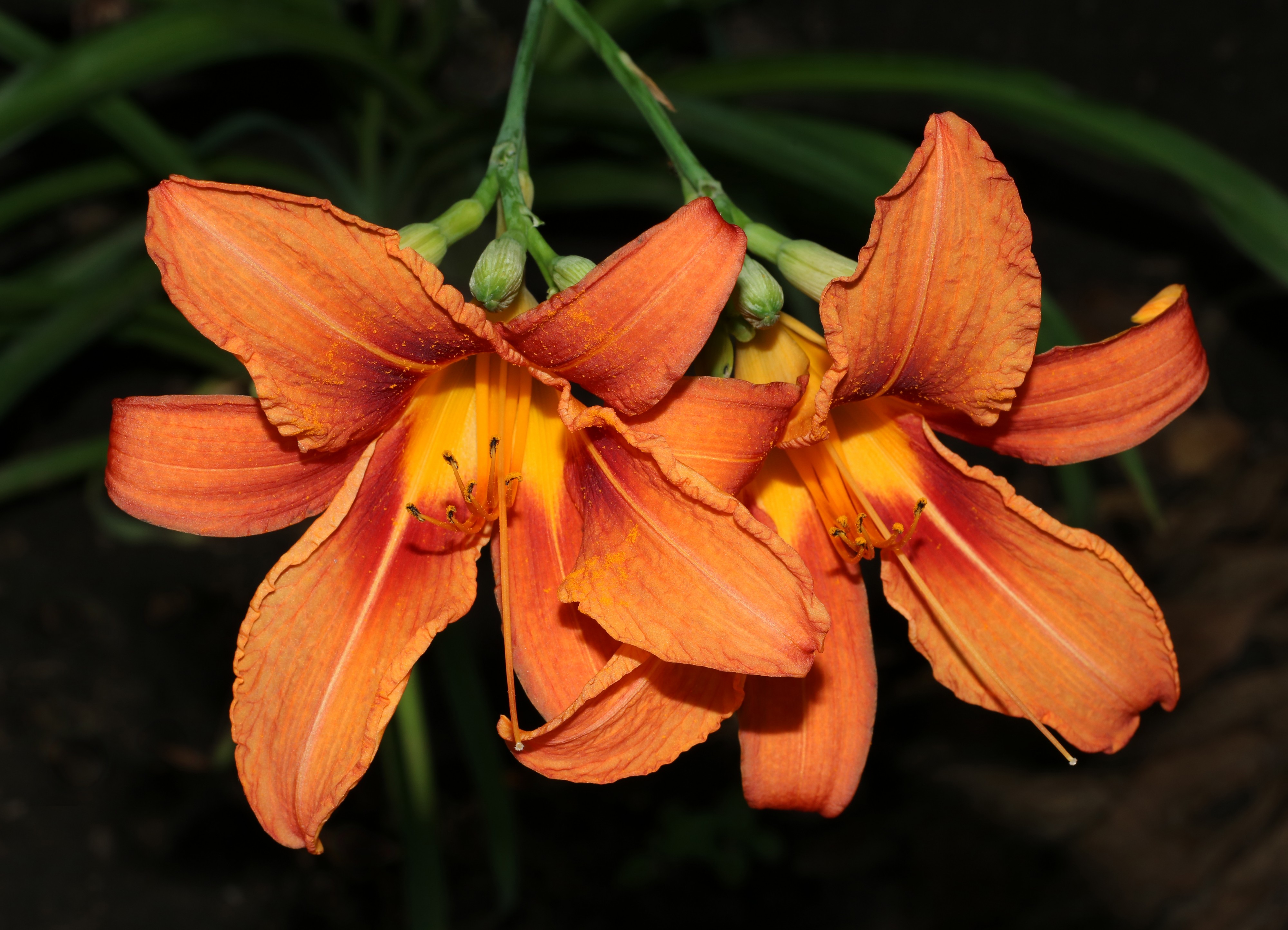Hemerocallis fulva 2016 G1