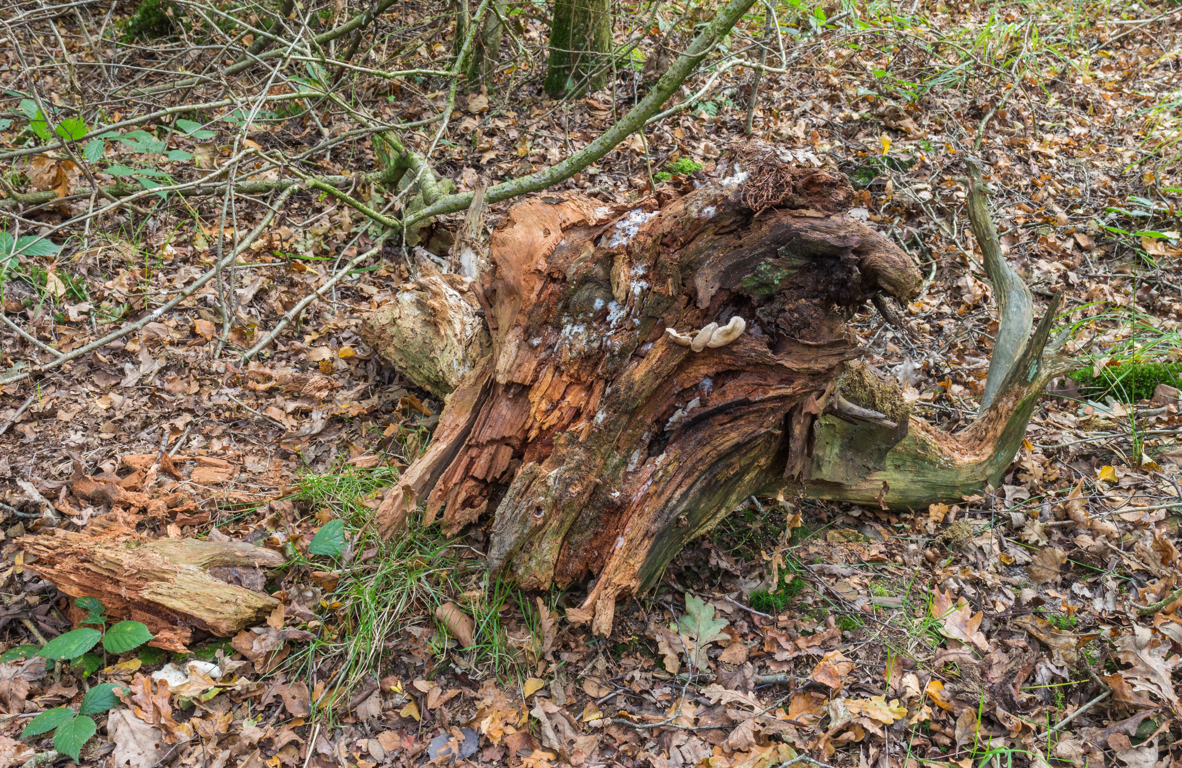 Herfstwandeling door het Wijnjeterper Schar 017