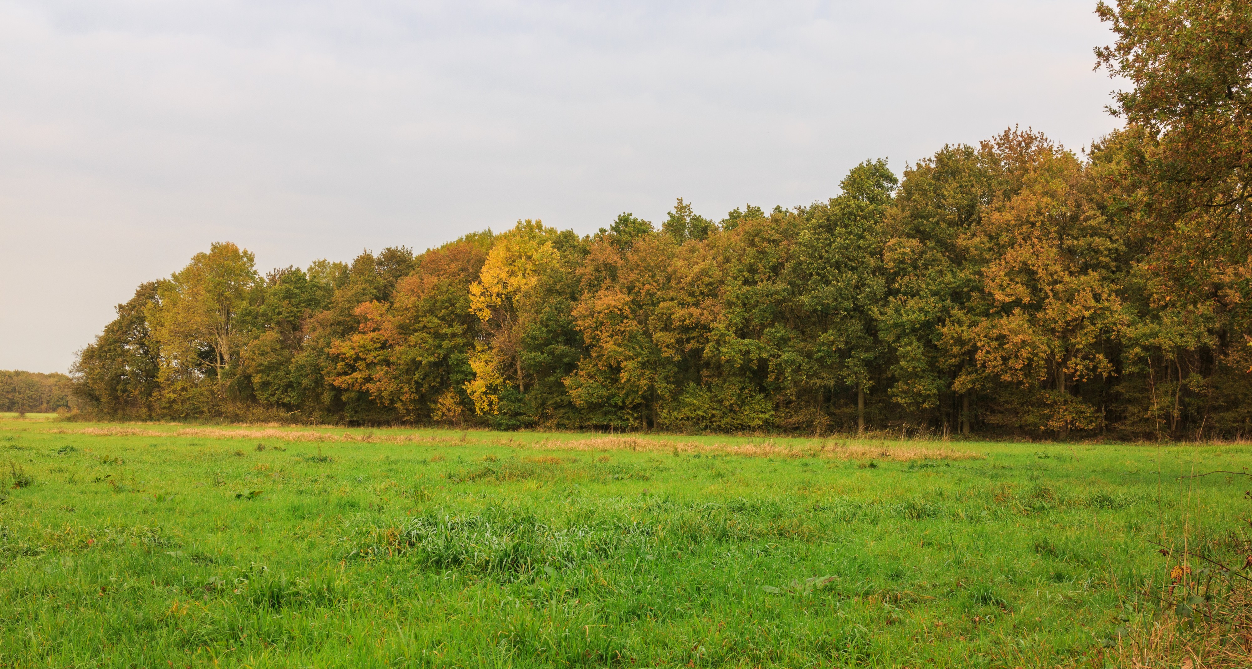 Herfstwandeling door het Wijnjeterper Schar 08