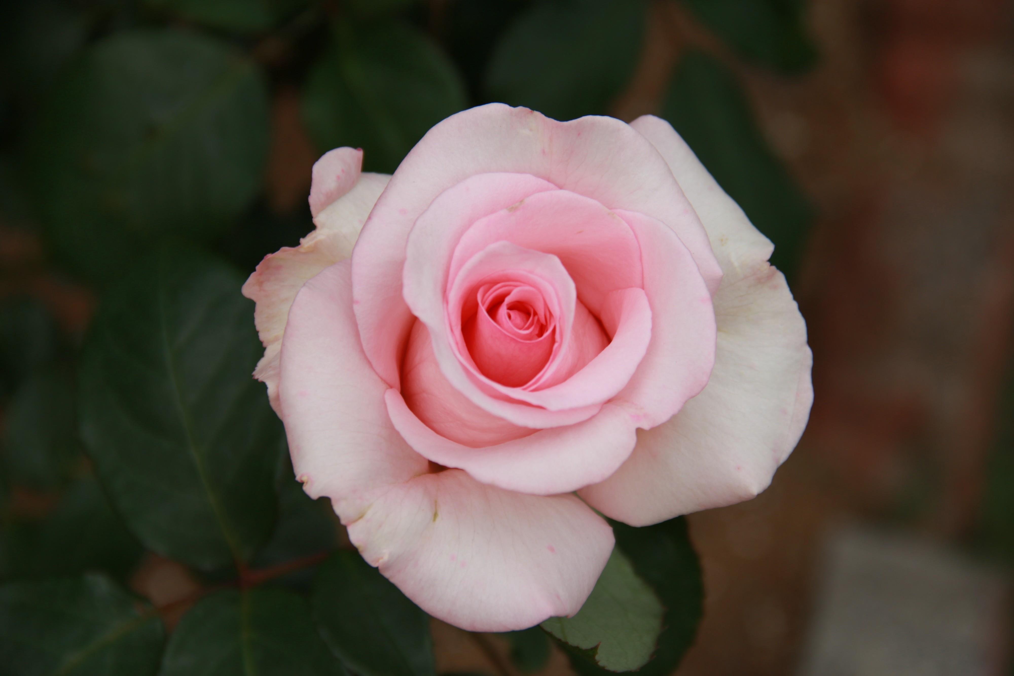 Hybrid Tea Rose (Rosa ) 'Flamingo'