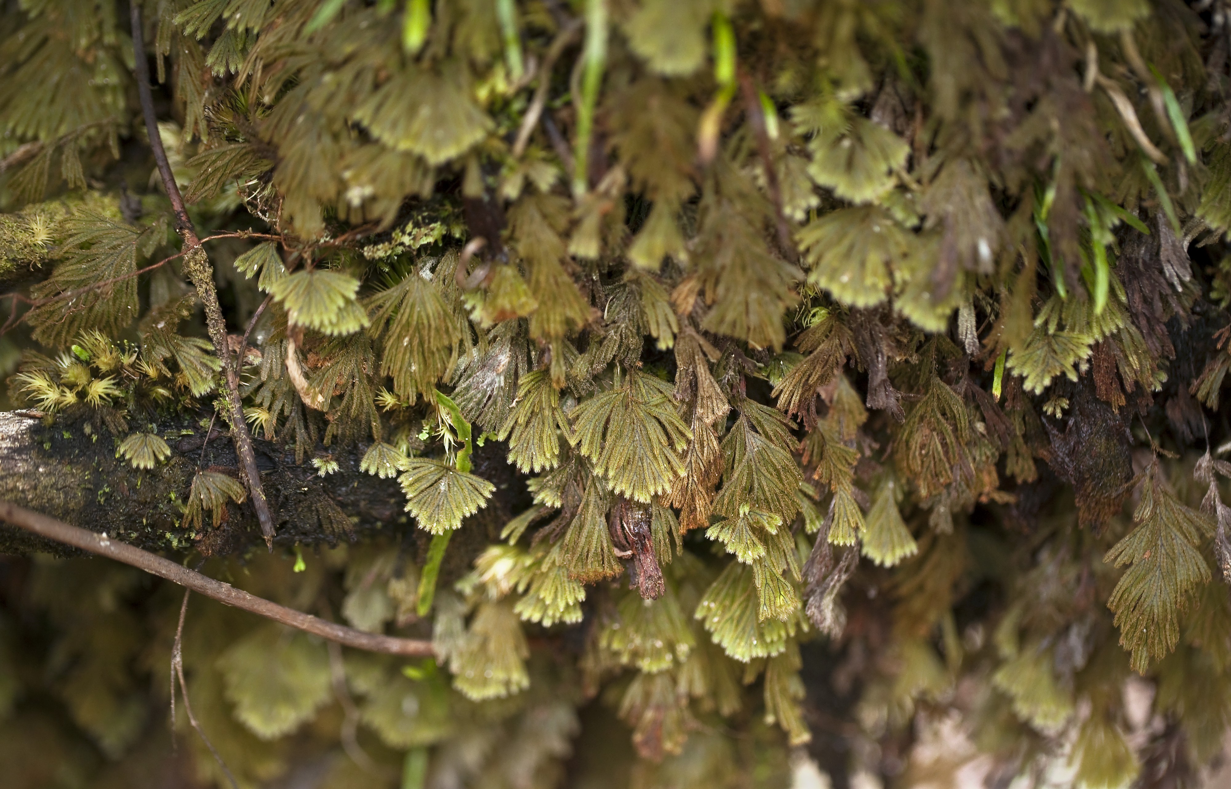 Hymenophyllum obtusum (palailaulii) (5868436134)
