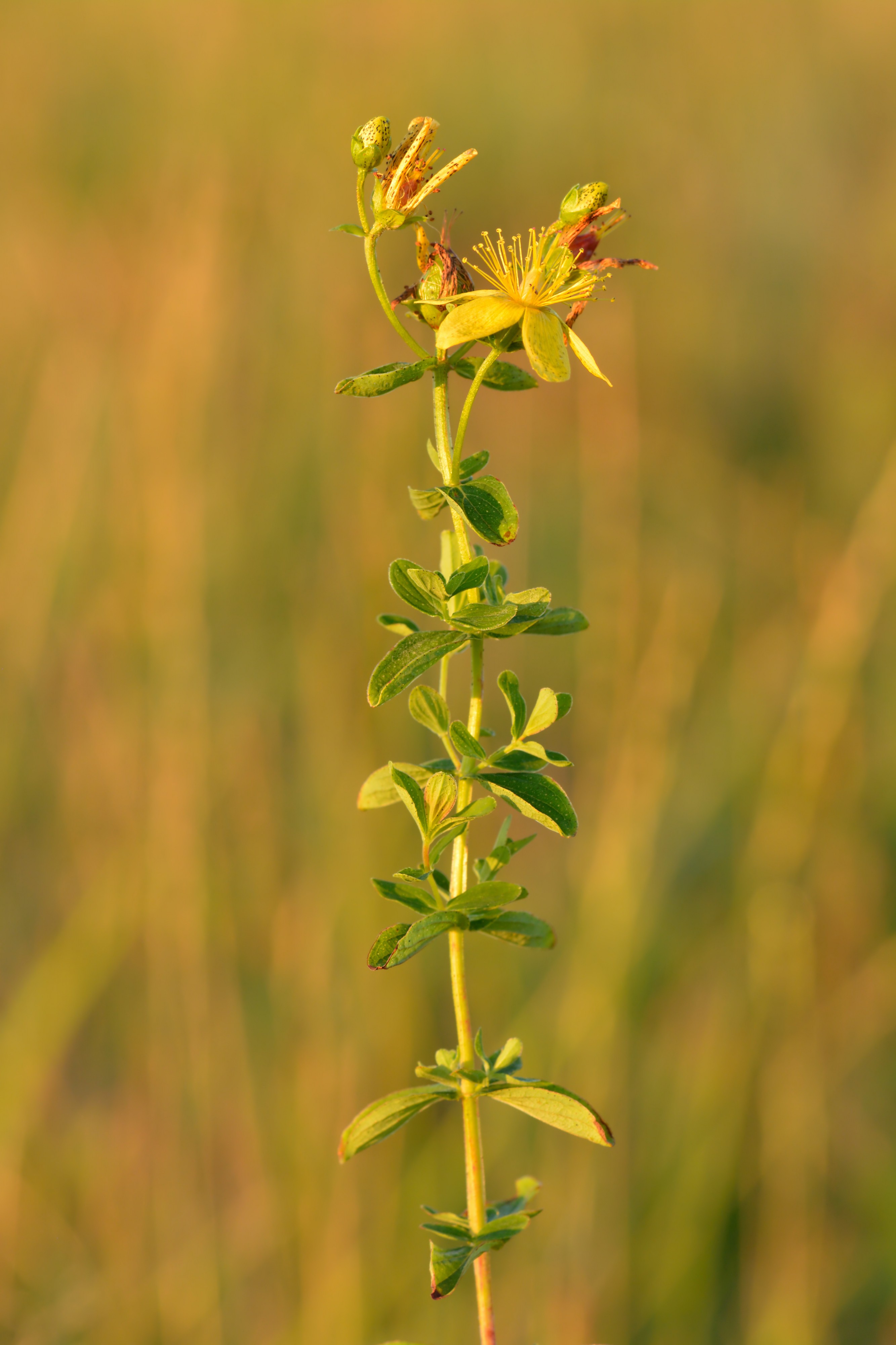Hypericum maculatum - kandiline naistepuna Keilas