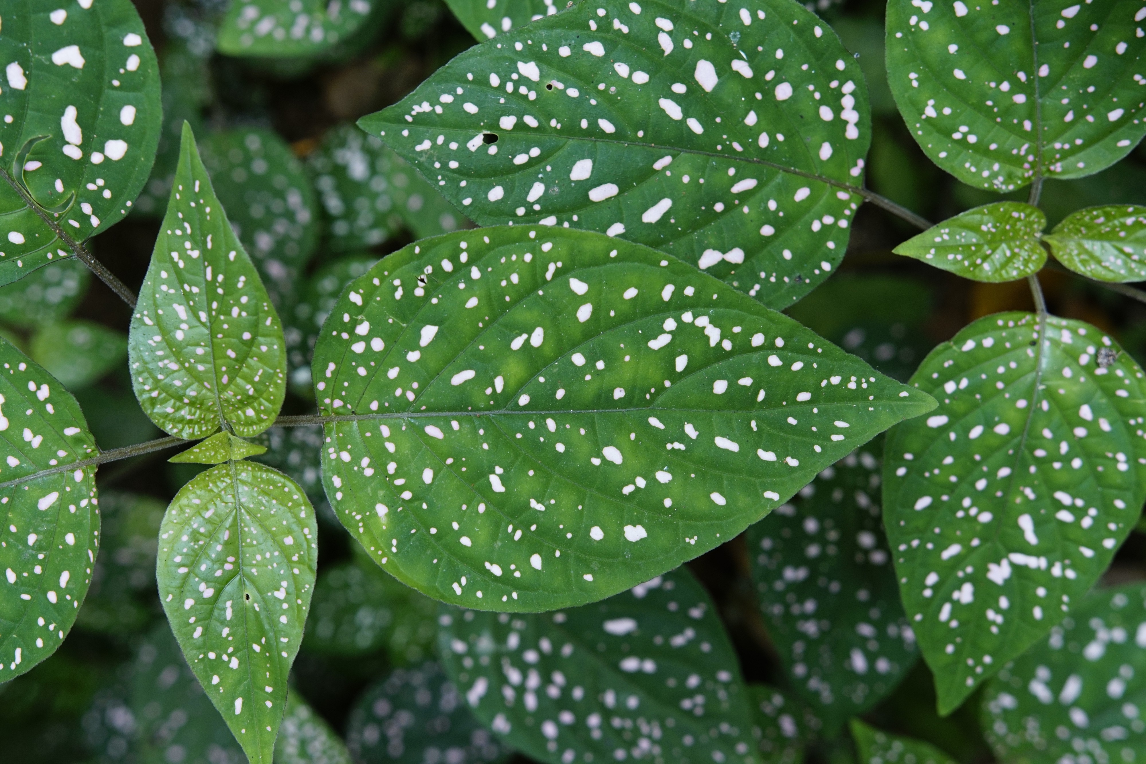 Hypoestes phyllostachya 0220