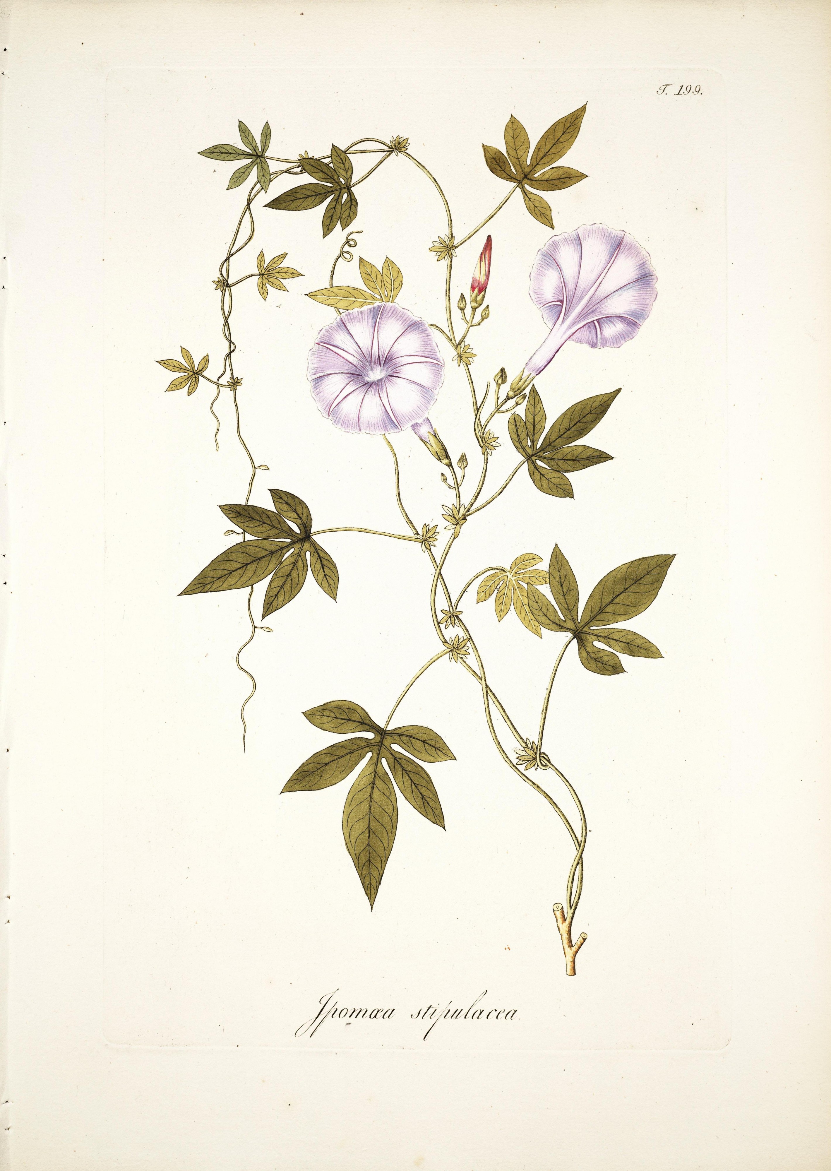 Ipomoea stipulacea Scharf