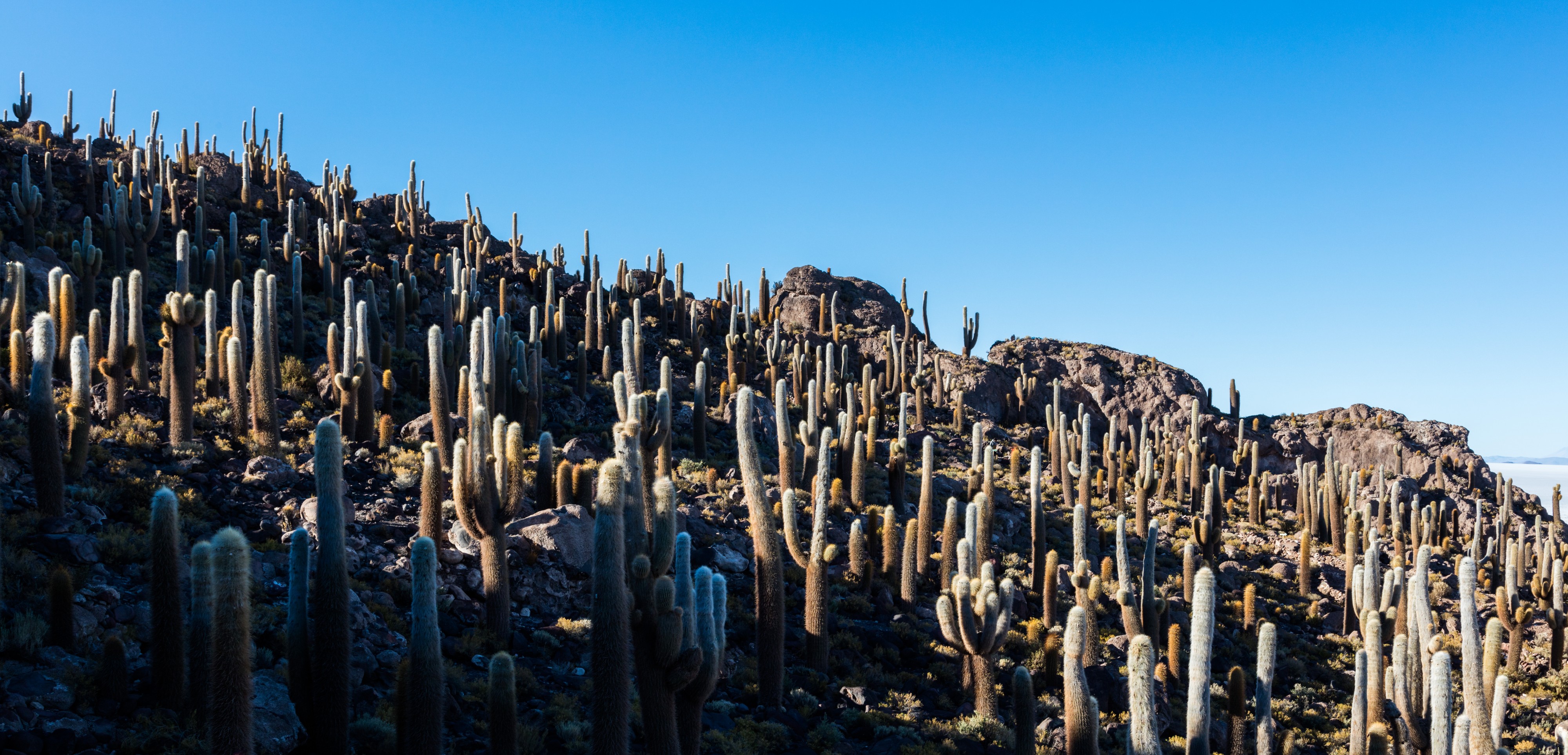 Isla del Pescado, Salar de Uyuni, Bolivia, 2016-02-04, DD 38