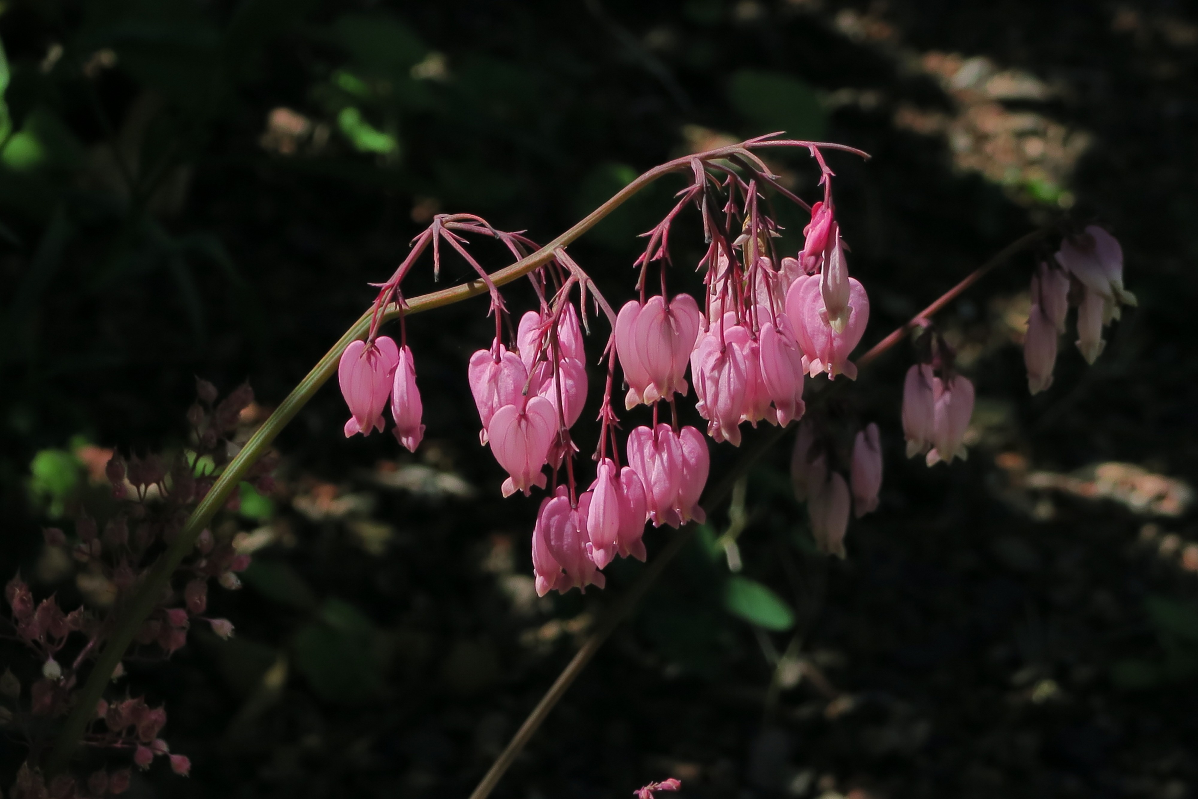 J20150605-0050—Dicentra formosa—RPBG (18399408850)