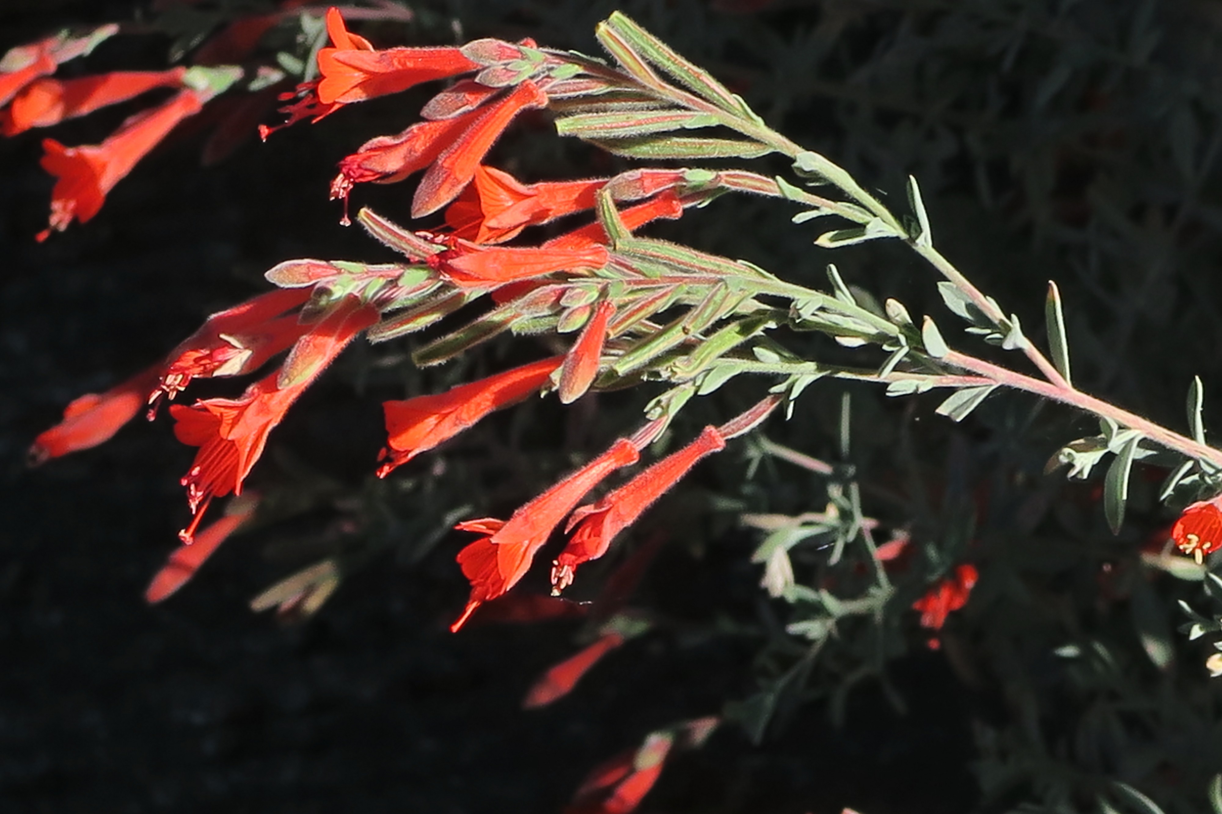 J20161006-0036—Epilobium canum—RPBG (29530755694)