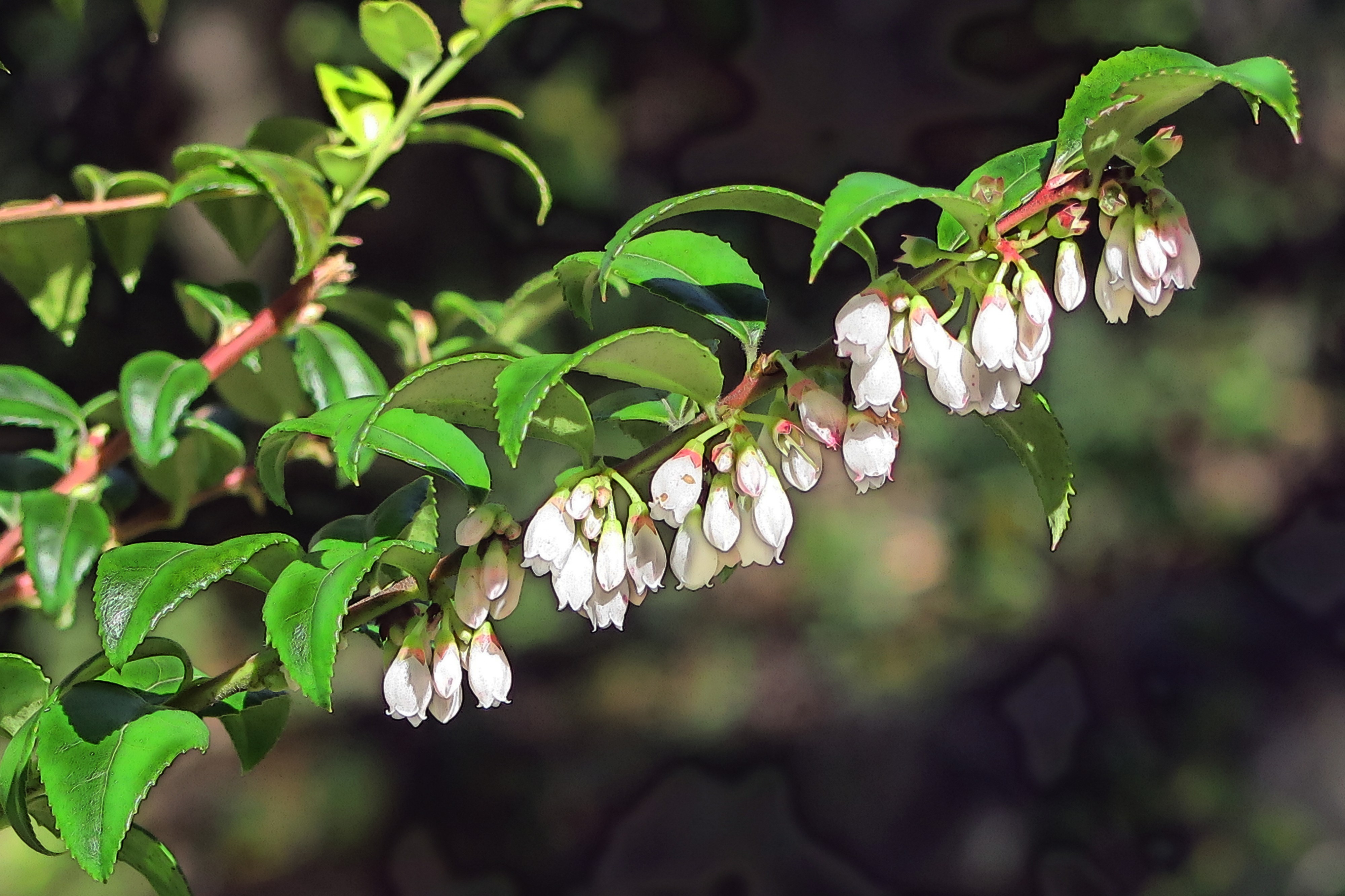 J20161219-0027—Vaccinium ovatum—RPBG (31379669350)