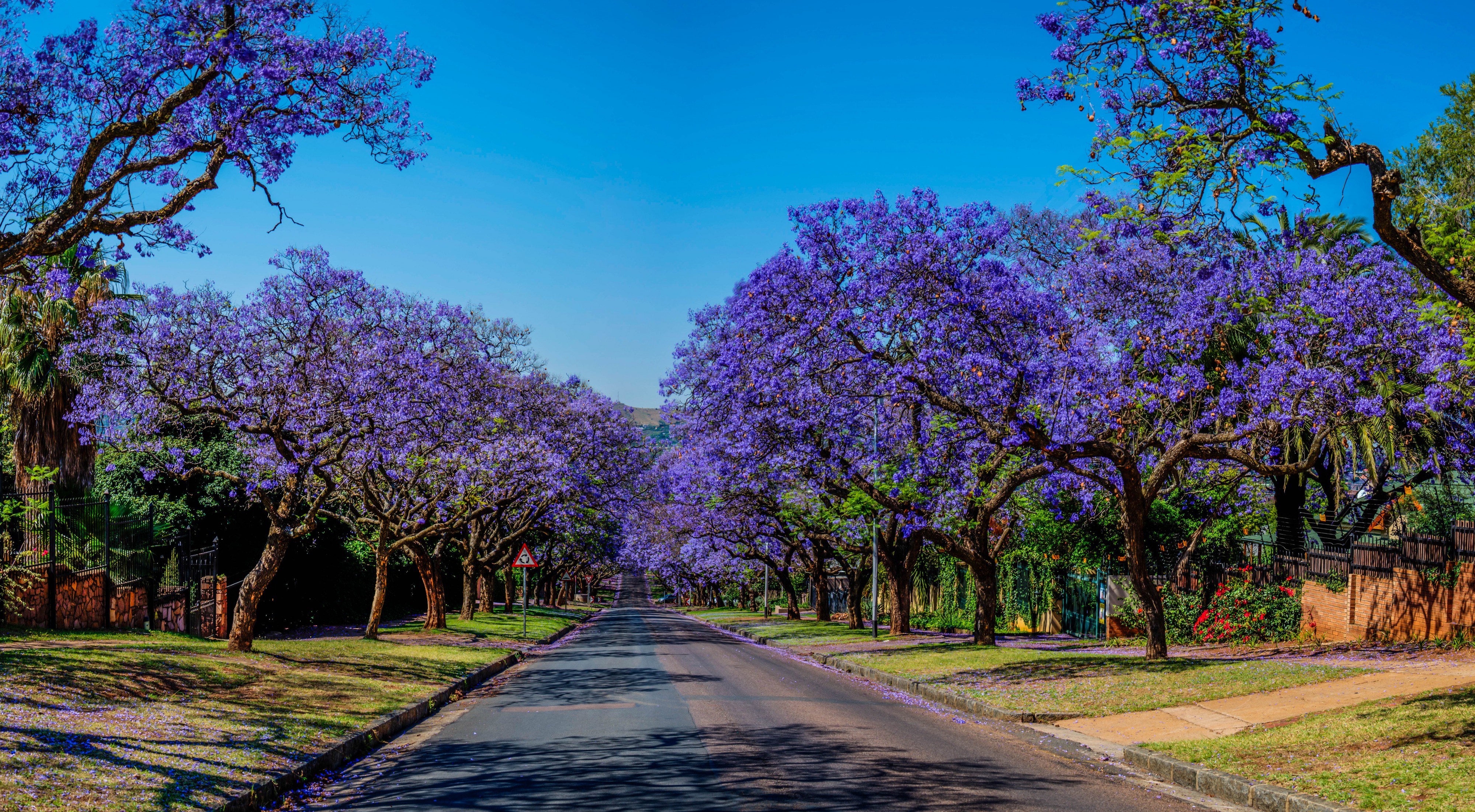 Jacaranda Trees, Becket Street Pretoria