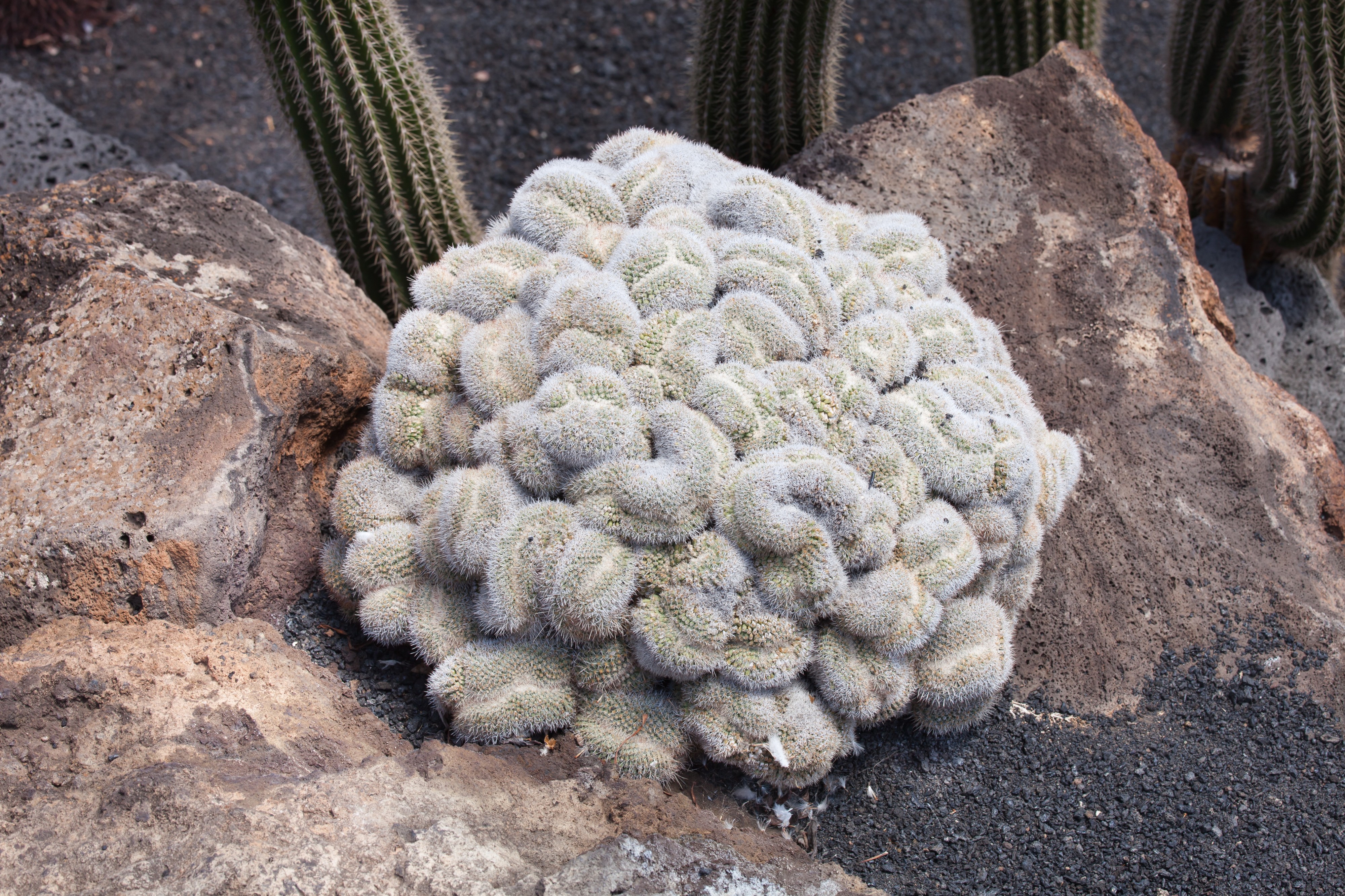 Jardín de Cactus - Lanzarote - J04