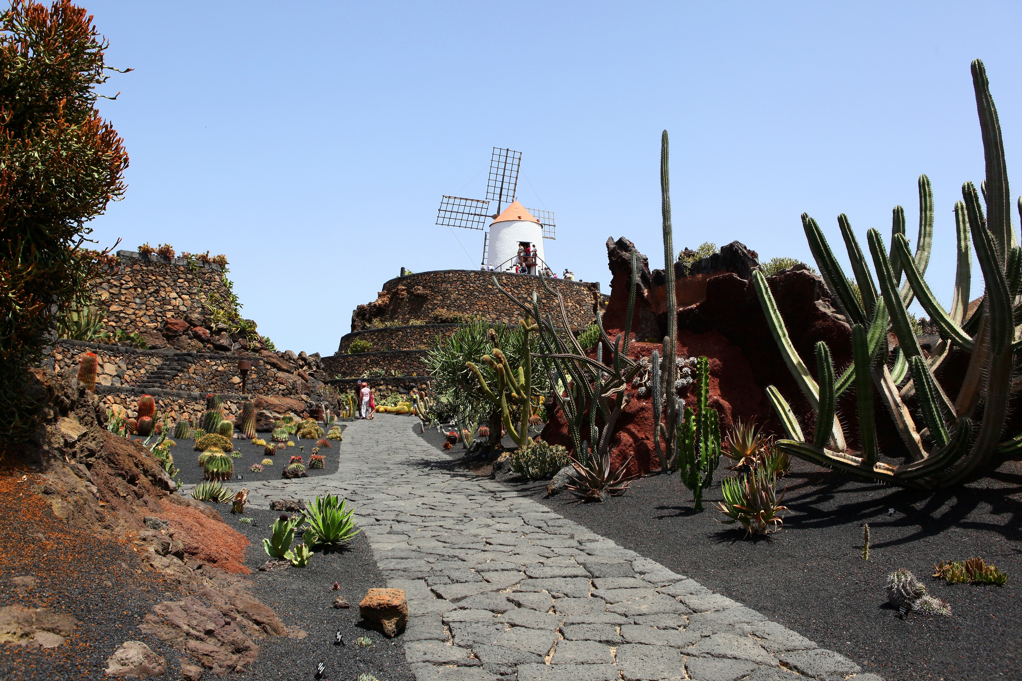Jardín de cactus 7049