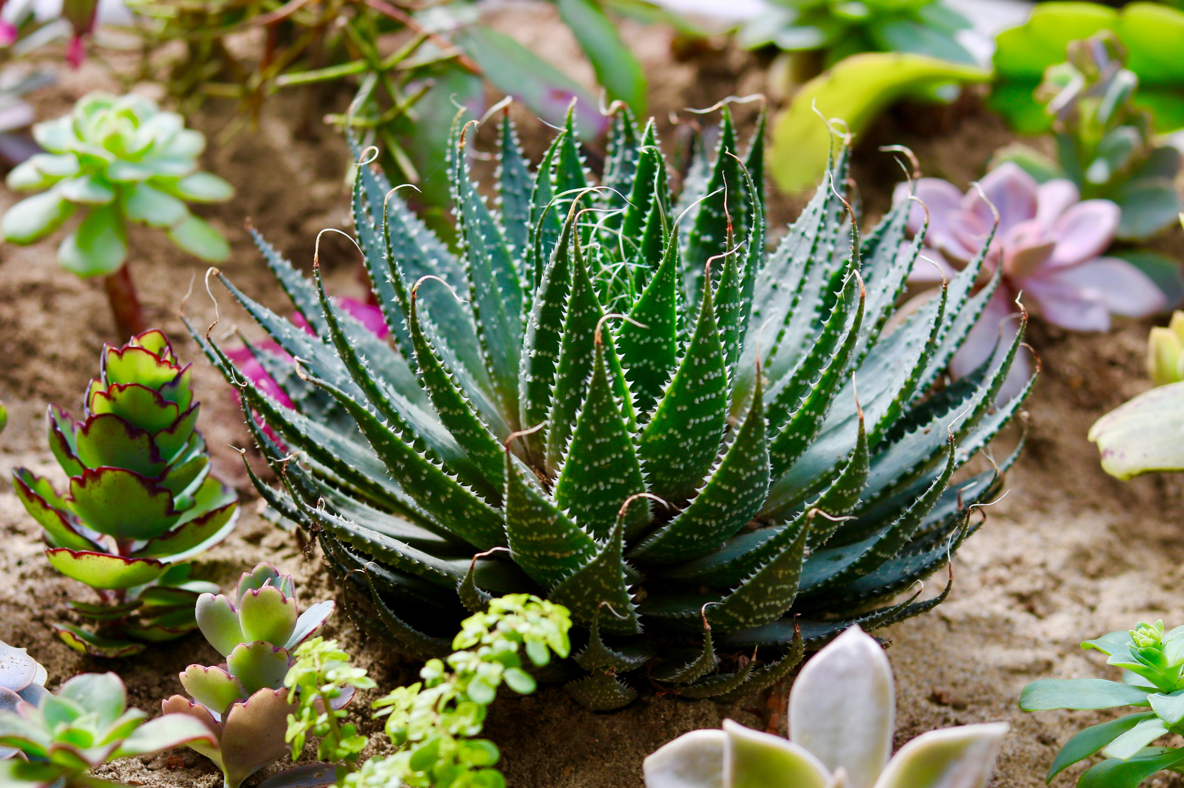 Jardim com cactus e suculentas