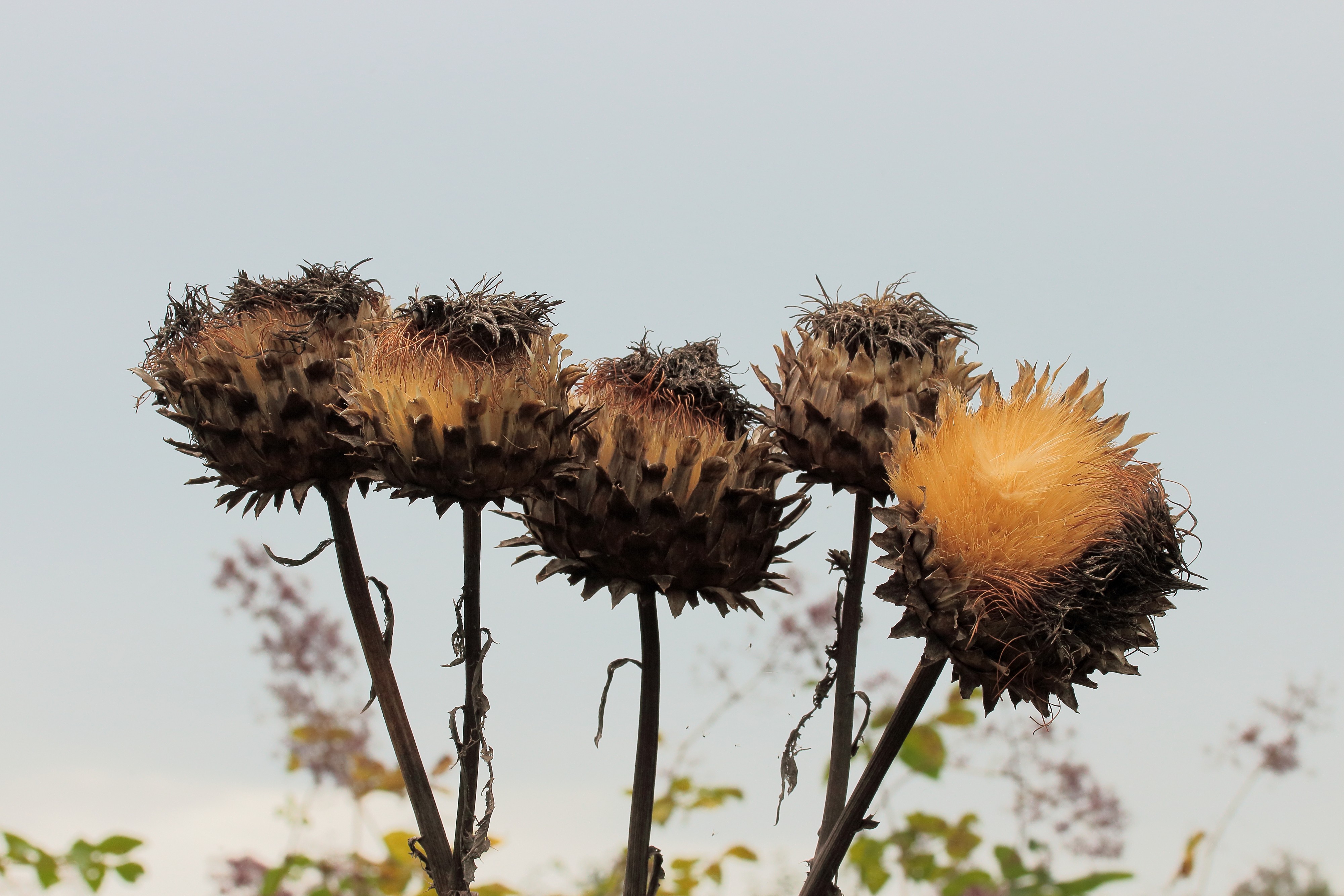 Kardoen (Cynara cardunculus), Locatie De Kruidhof 04