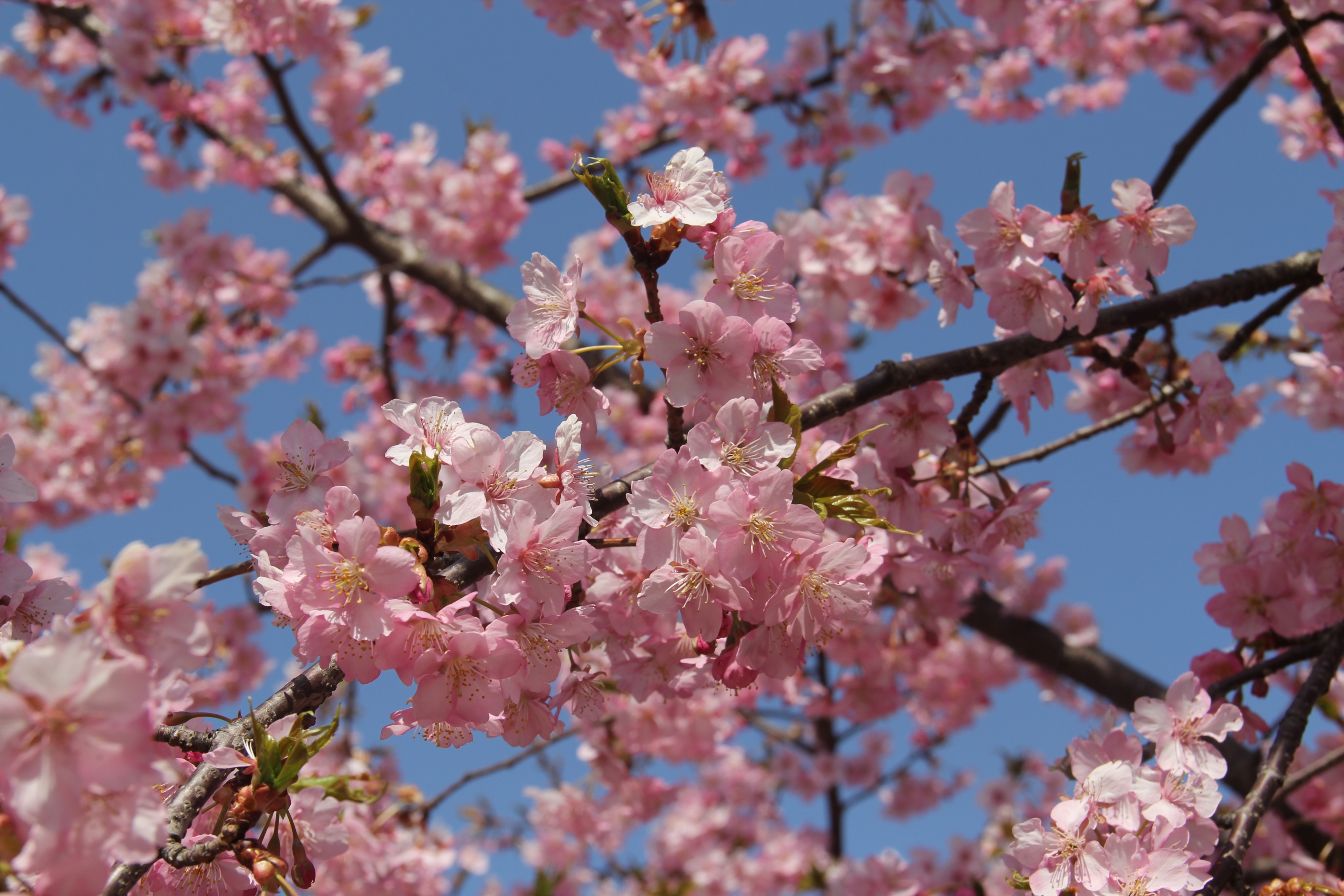 Kawazu-zakura 2012