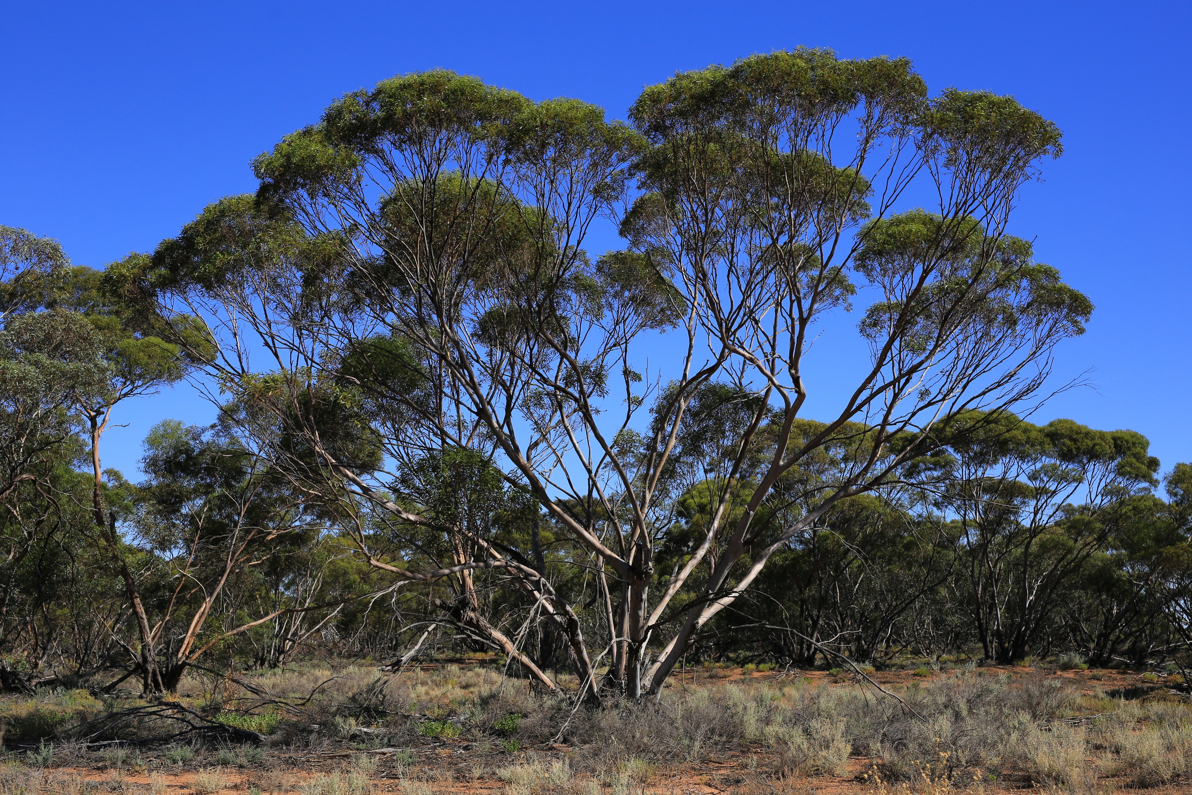 Kemendok National Park (32616767165)