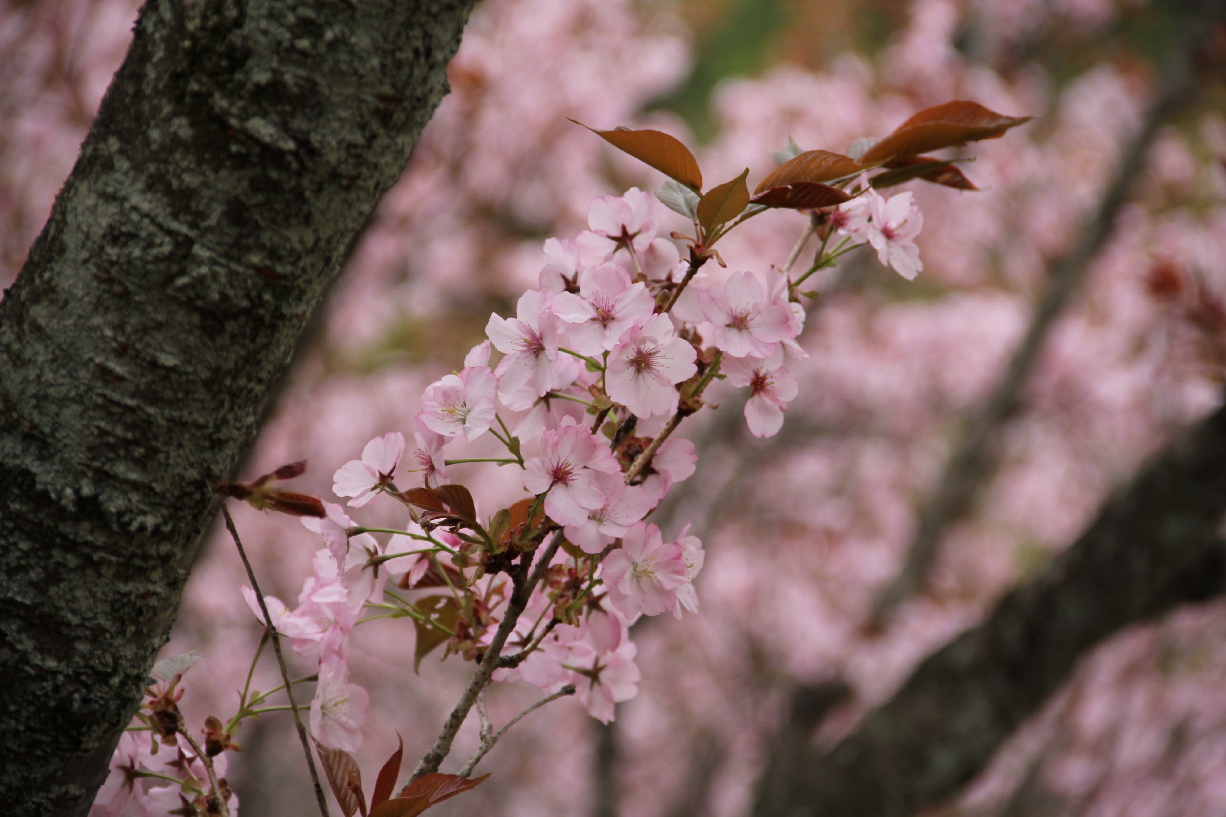 Kenrokuen-kumagai, Cerasus jamasakura 'Kenrokuen-kumagai'