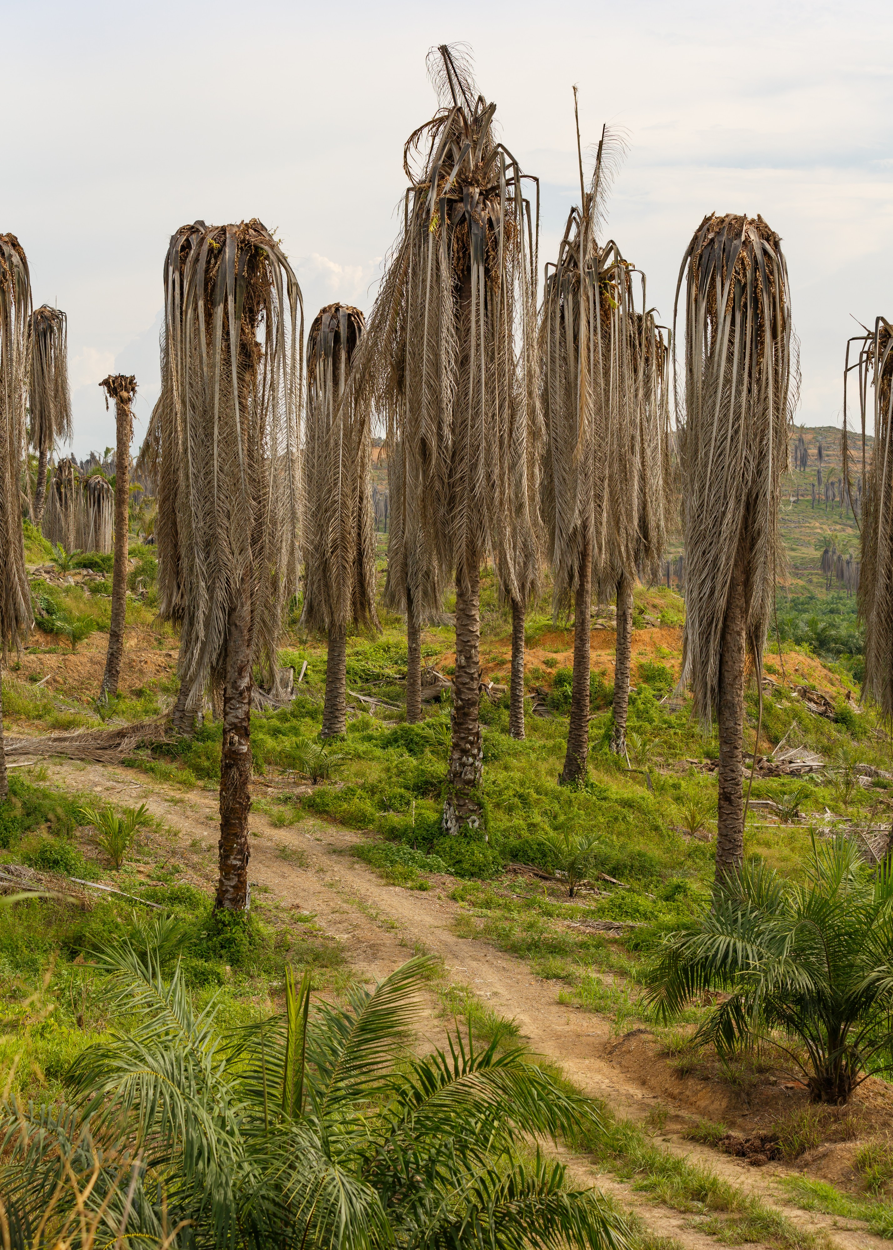 Kinabatangan Sabah Poisoned-Oil-palm-01