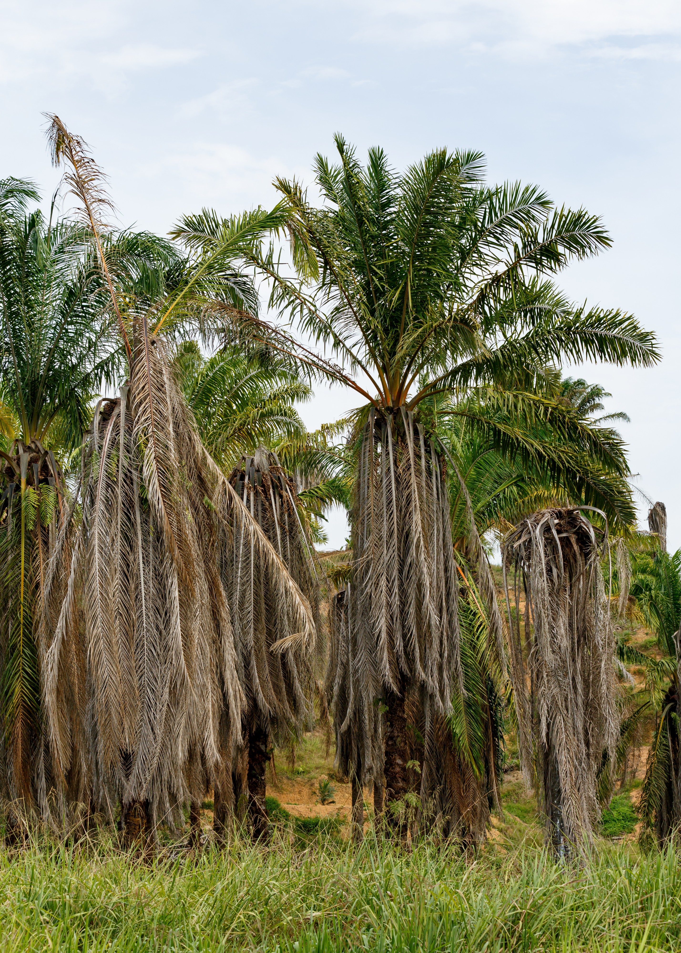 Kinabatangan Sabah Poisoned-Oil-palm-02