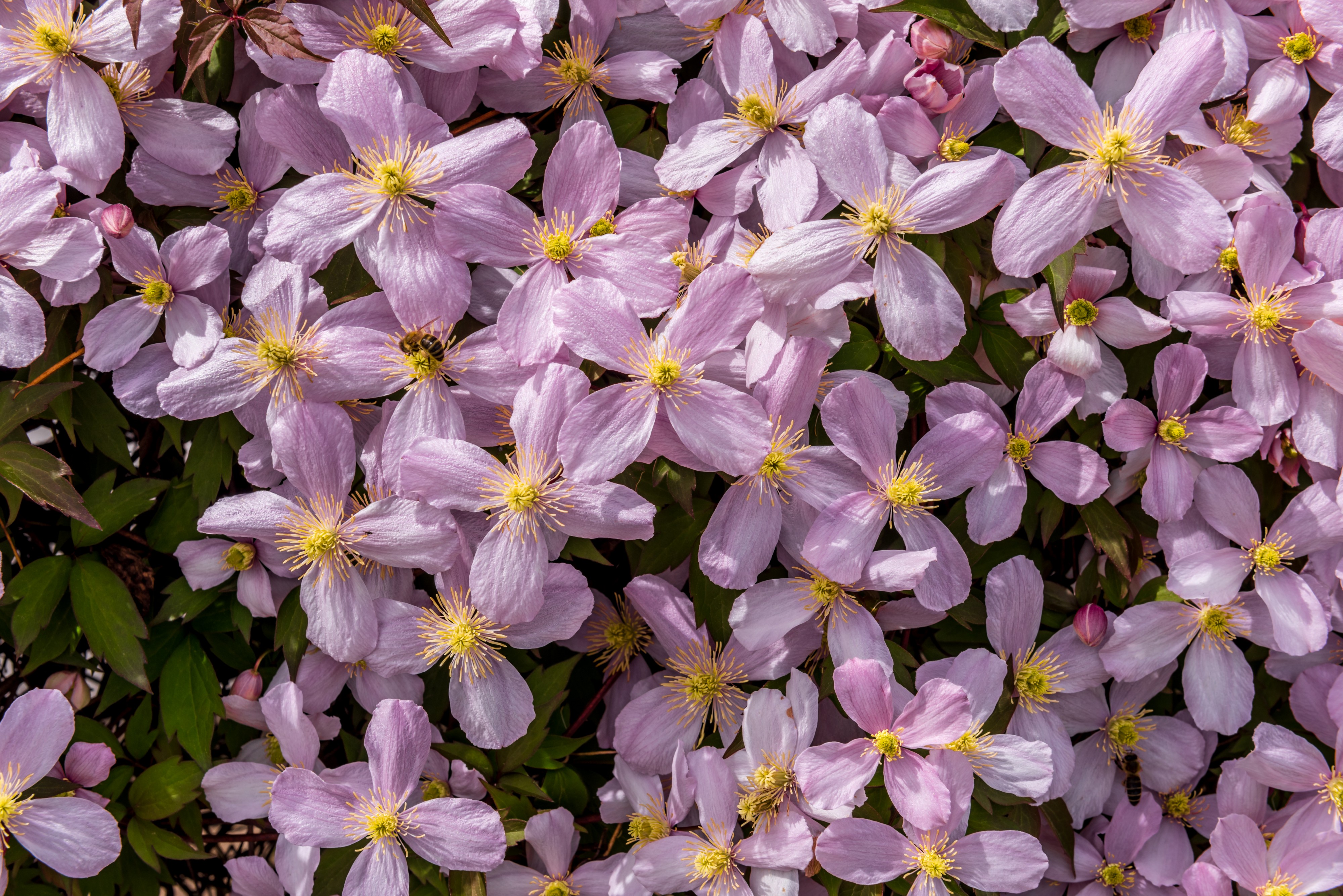Klagenfurt Sankt Martin Friedelstrand Clematis-Blueten 08052017 8272