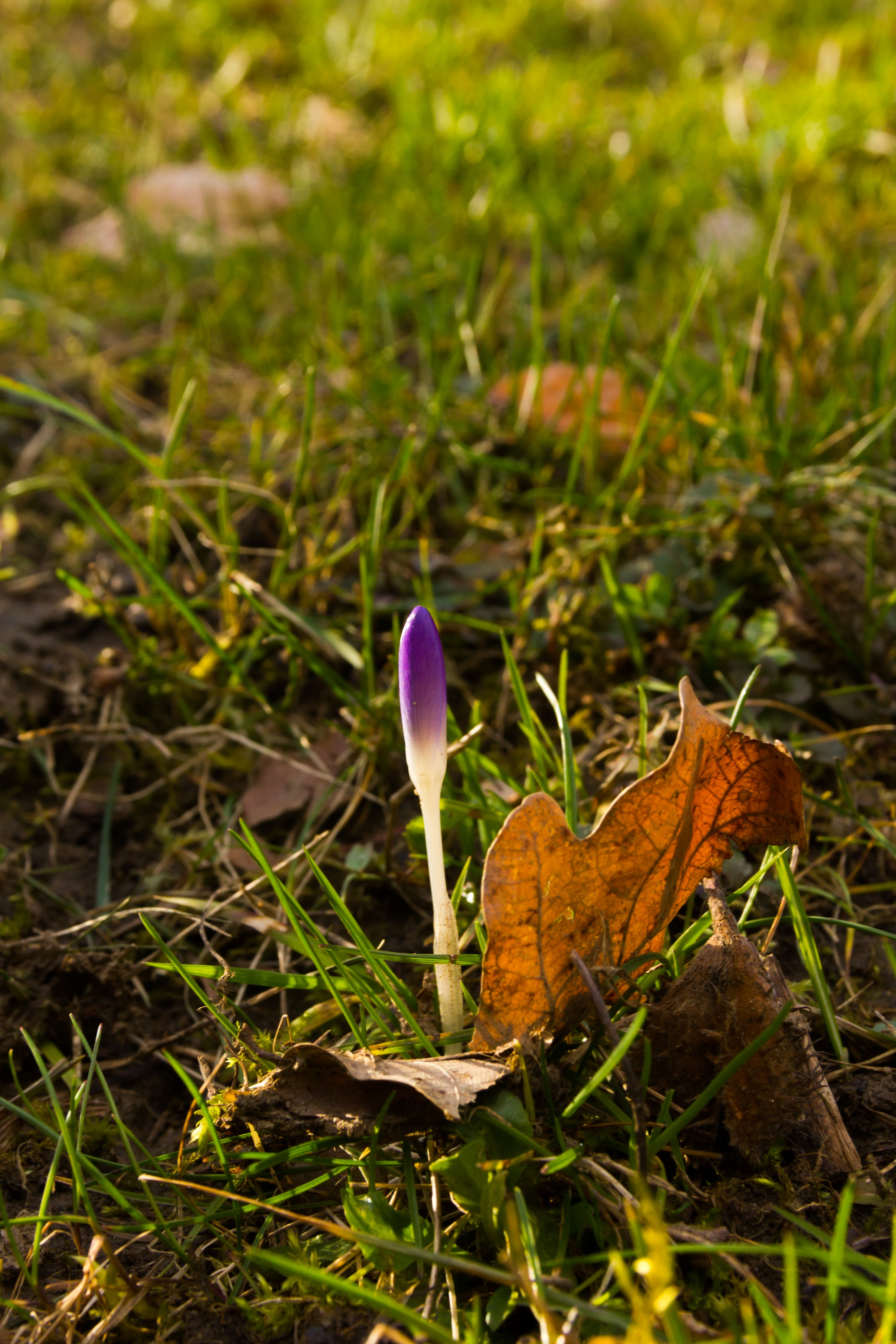 Krokus am Freinberg
