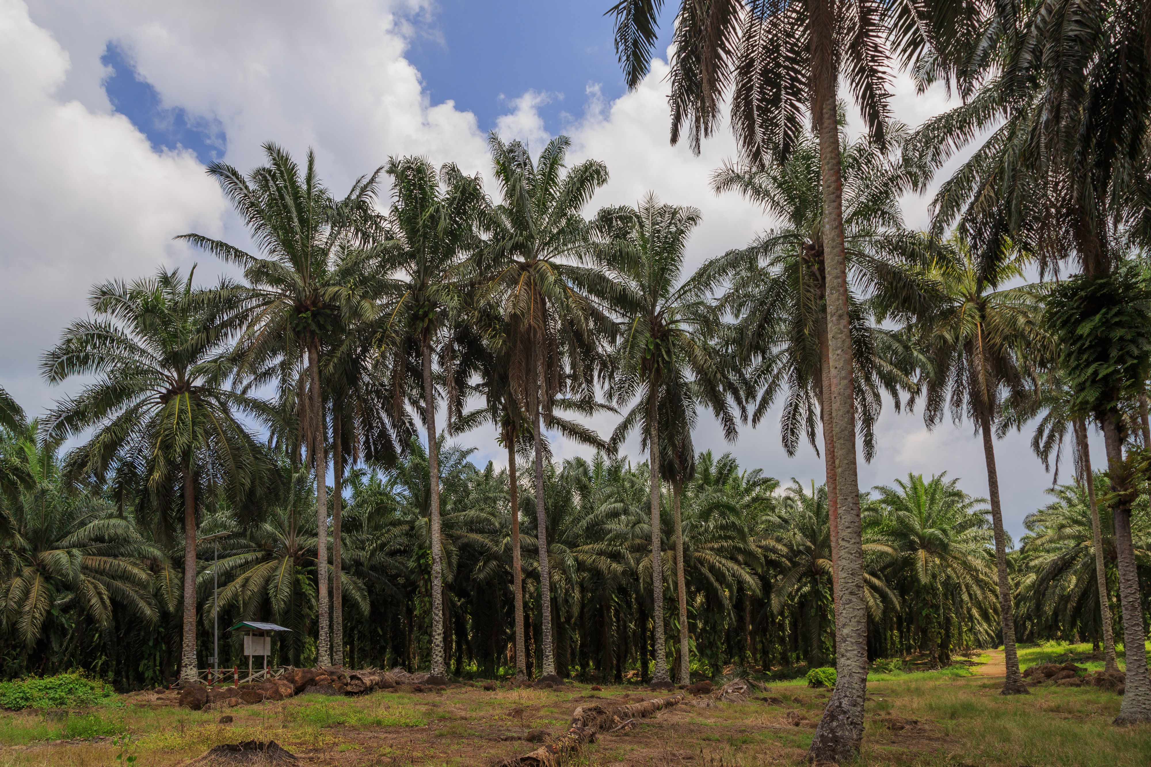 Kunak Sabah Mostyn-Oil-Palm-Museum-03