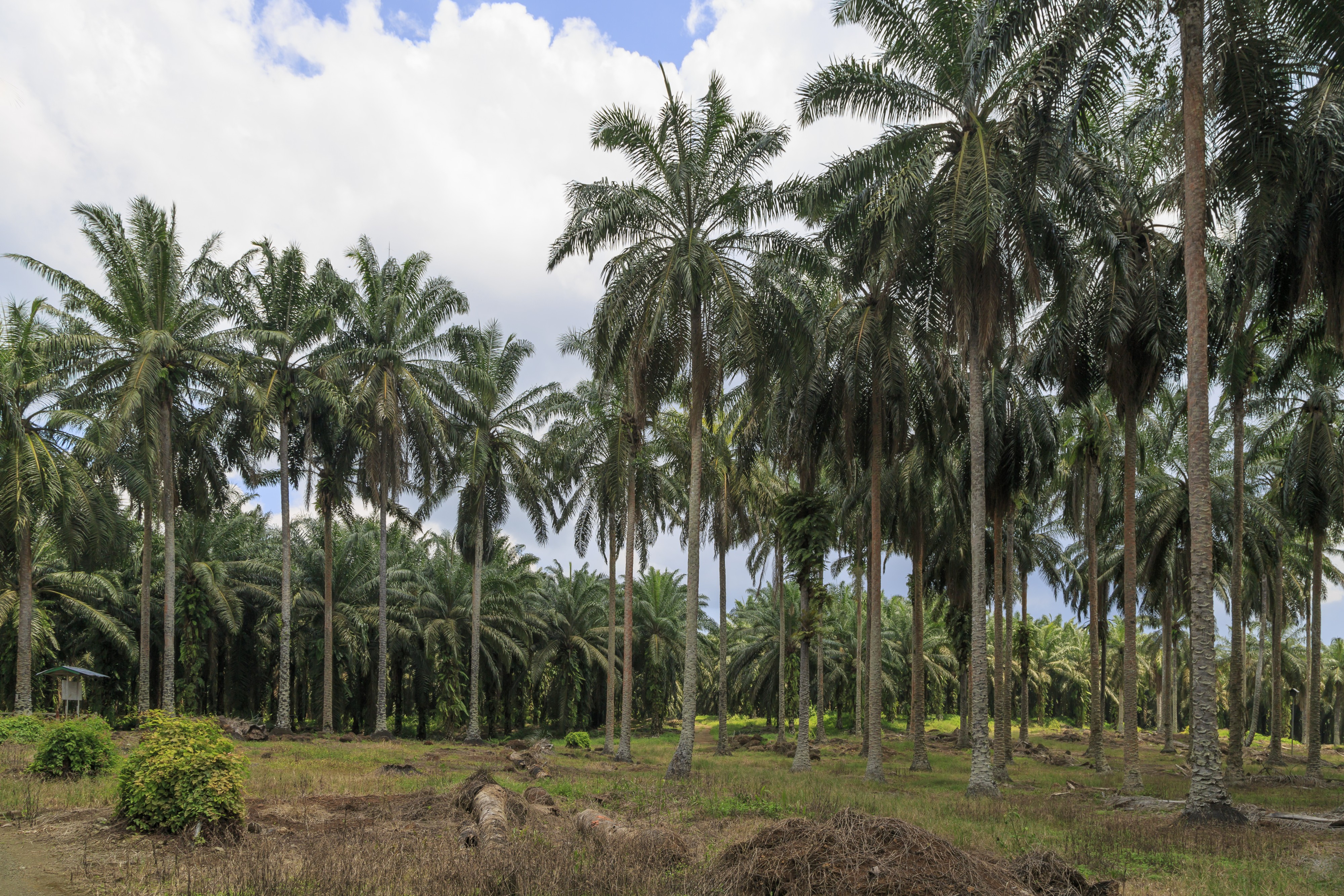 Kunak Sabah Mostyn-Oil-Palm-Museum-05