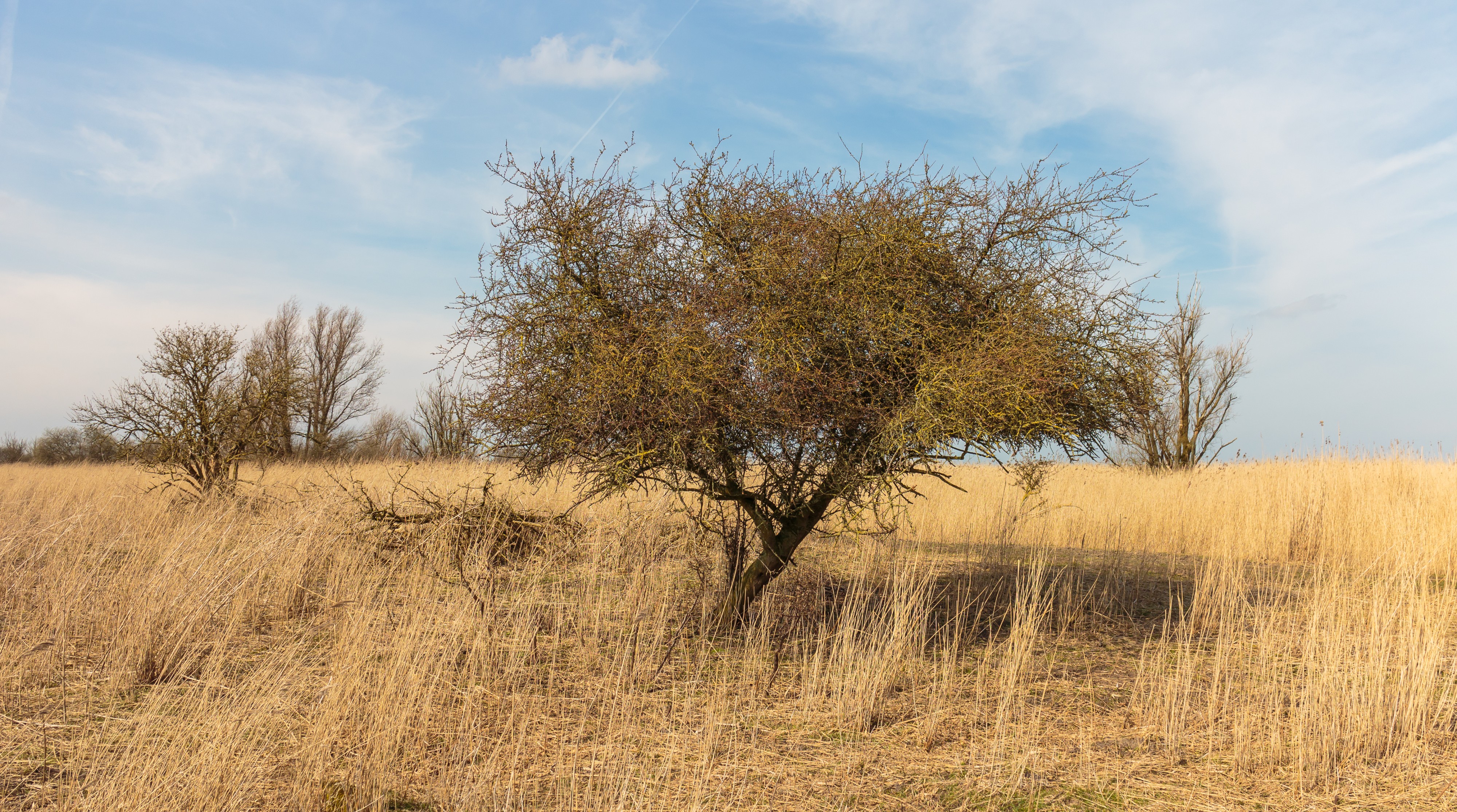 Kwetsbaar biotoop. Locatie, Oostvaardersplassen 05