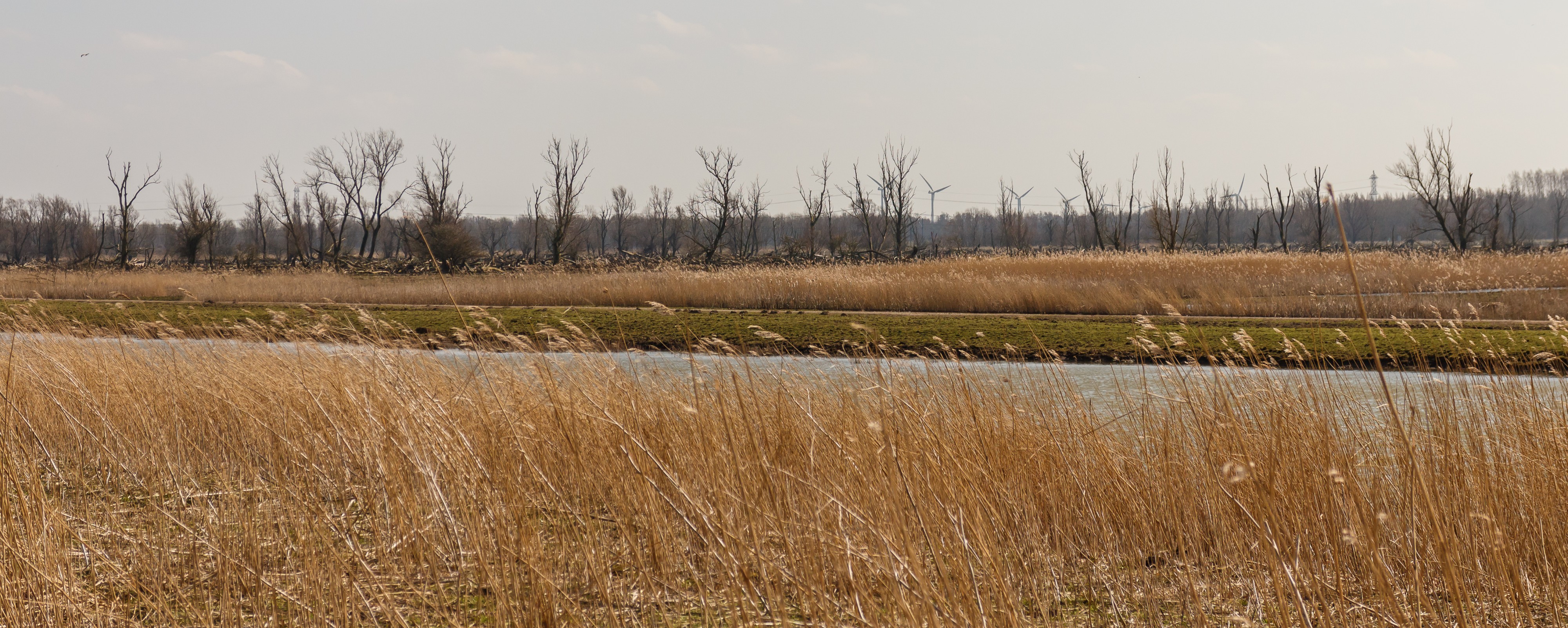 Kwetsbaar biotoop. Locatie, Oostvaardersplassen 08