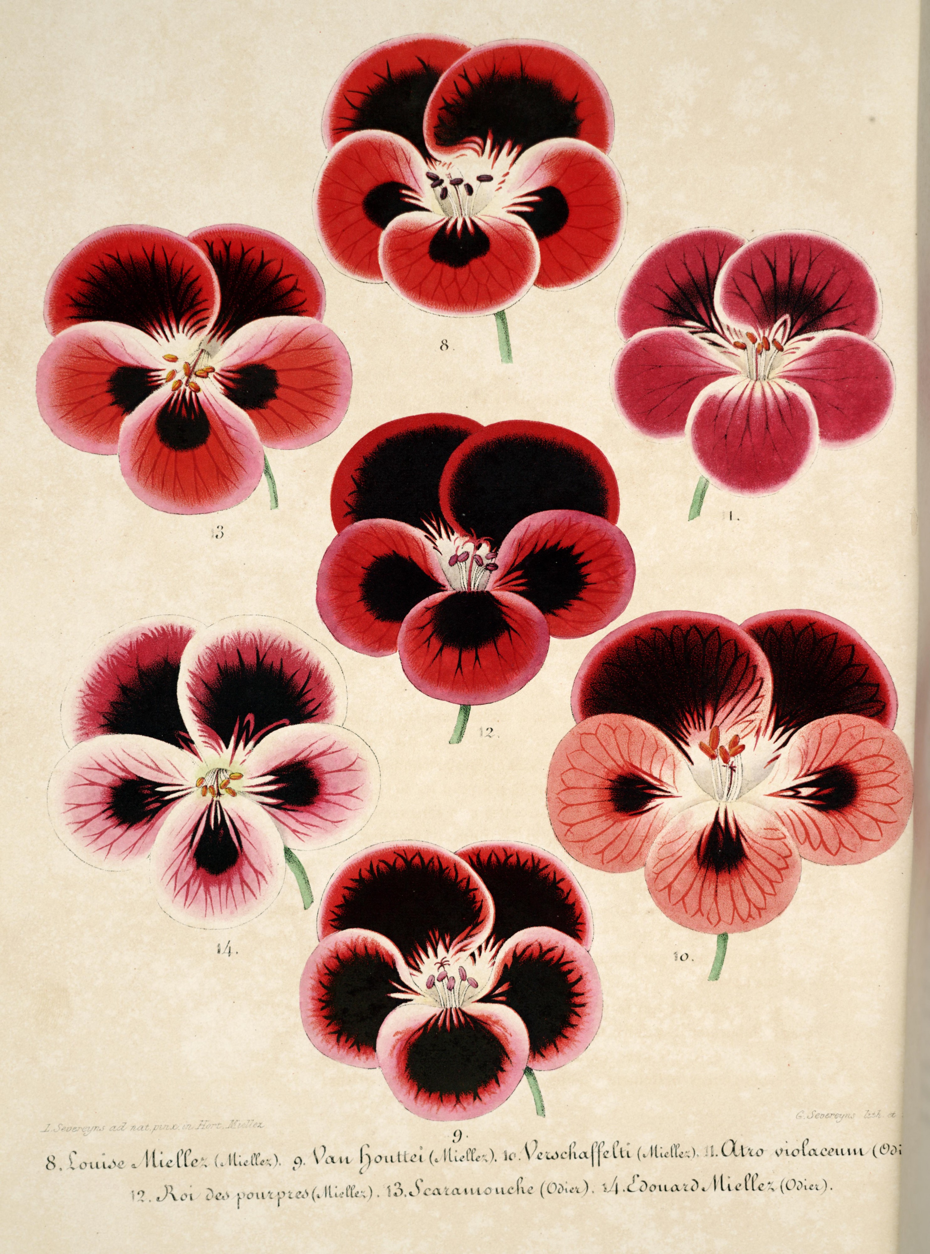 L'Illustration horticole (Plate 039)