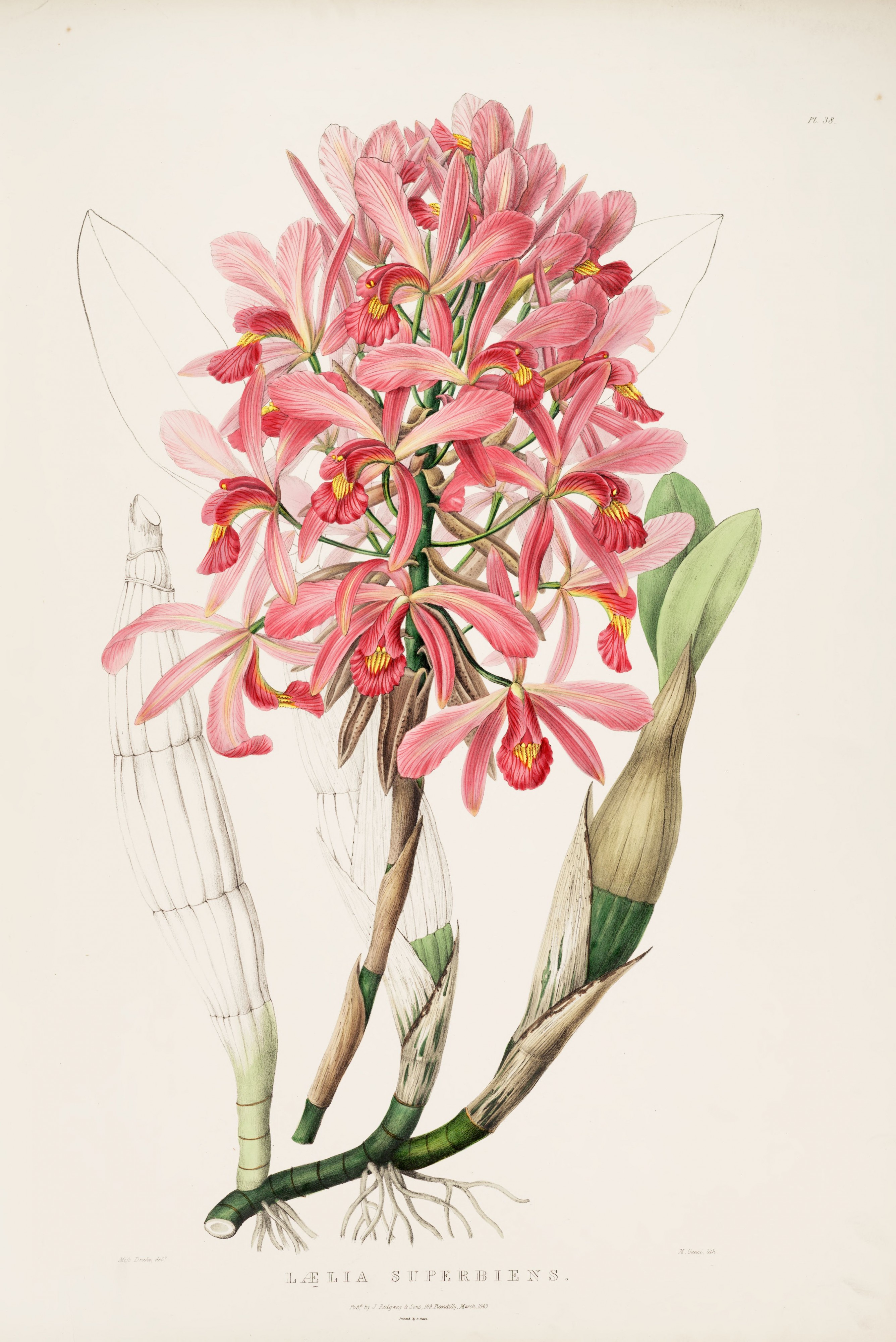 Laelia superbiens RHS