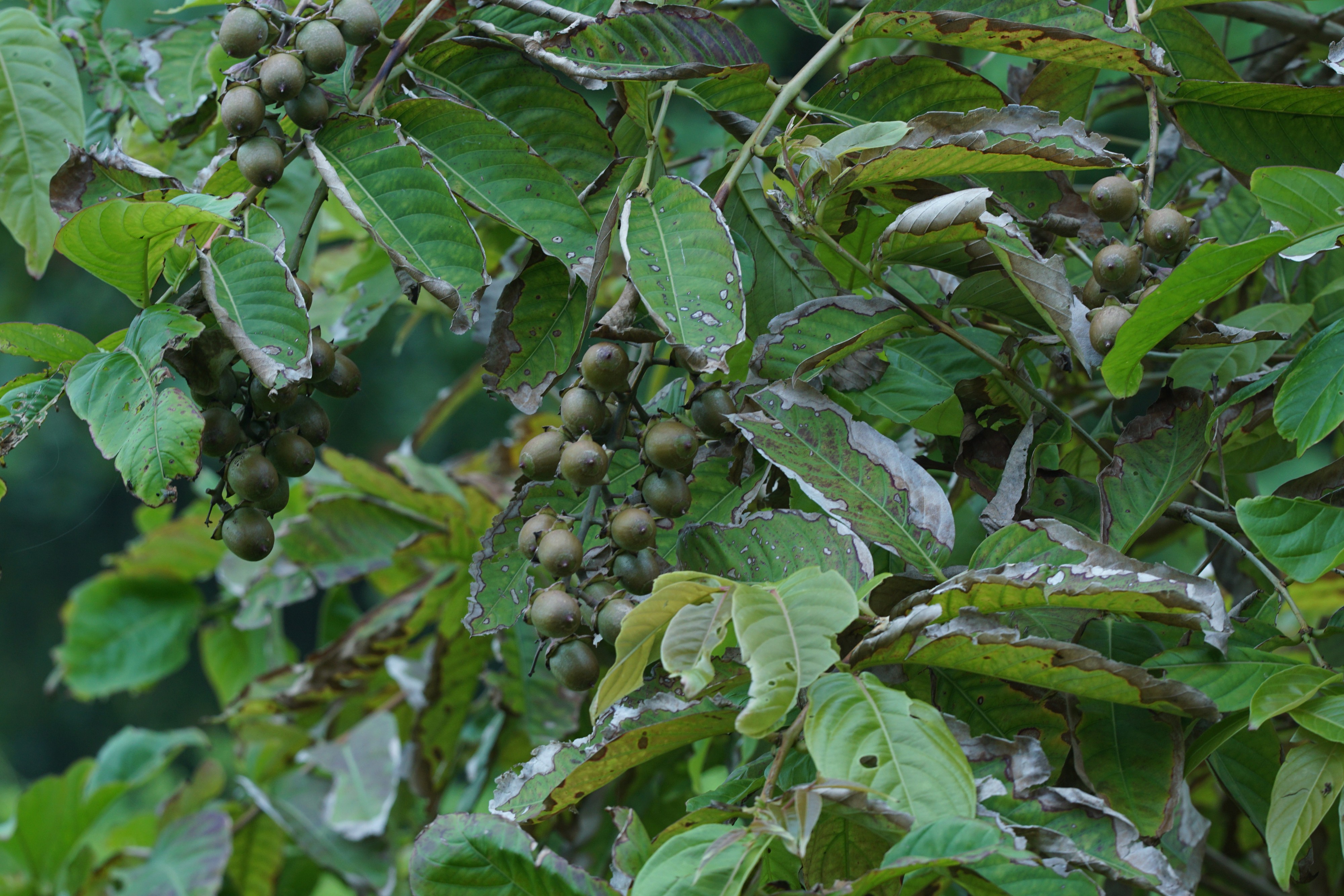Lagerstroemia speciosa 06247