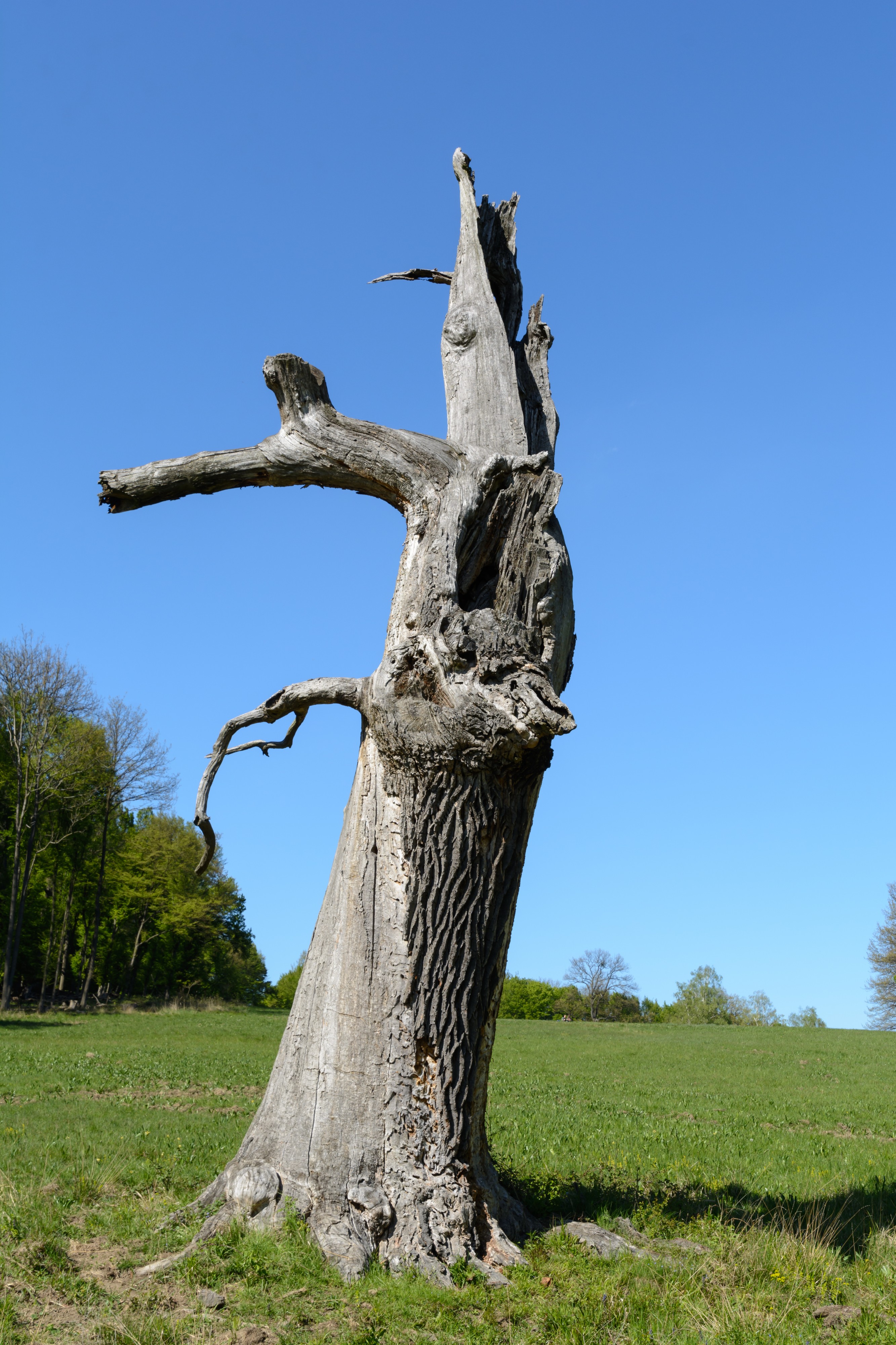 a dead tree / Lainzer Tiergarten 20160430 02