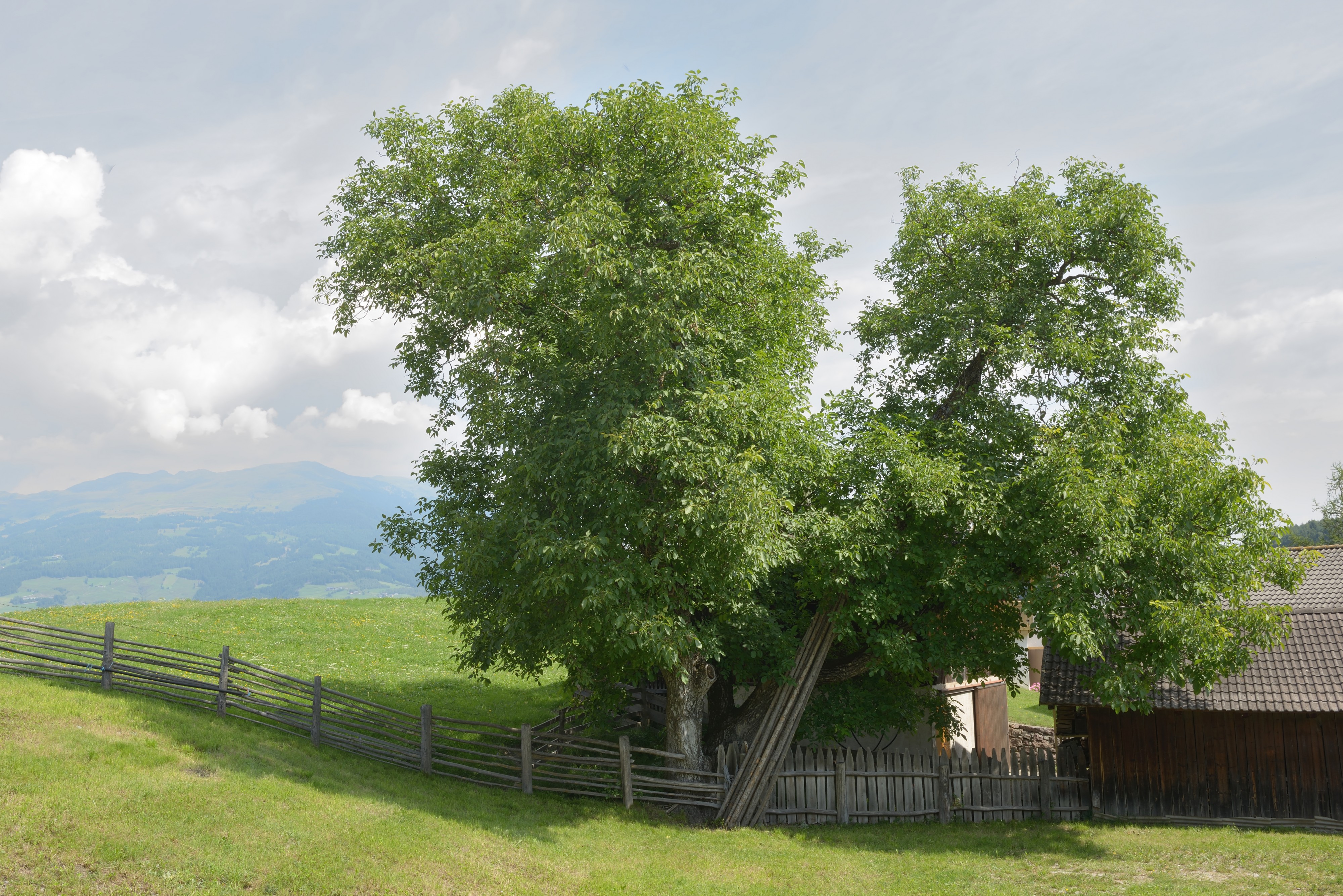 Lajen Walnussbaum im Bäcknangerle